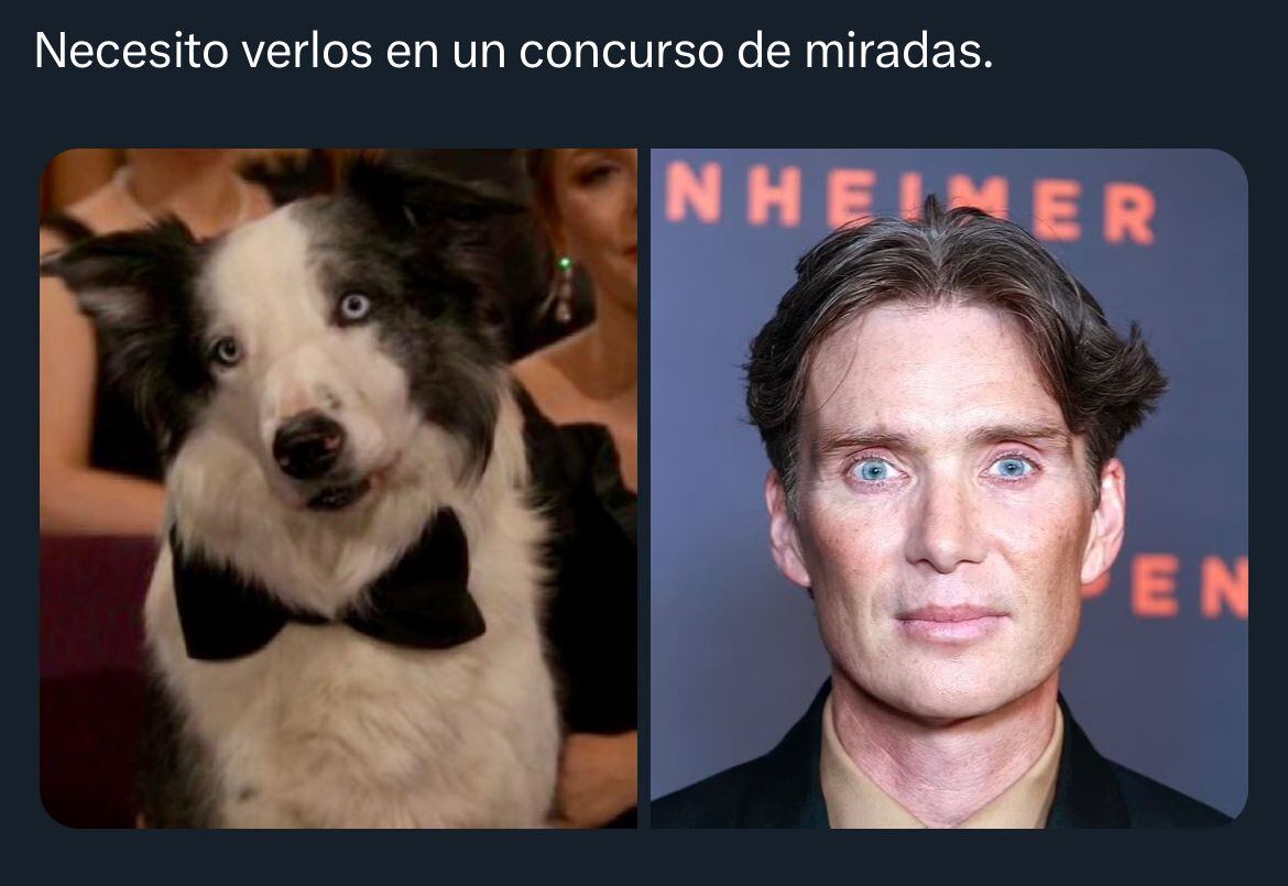 El perrito Messi también se volvió un meme. (Foto: X / @TomZohar)