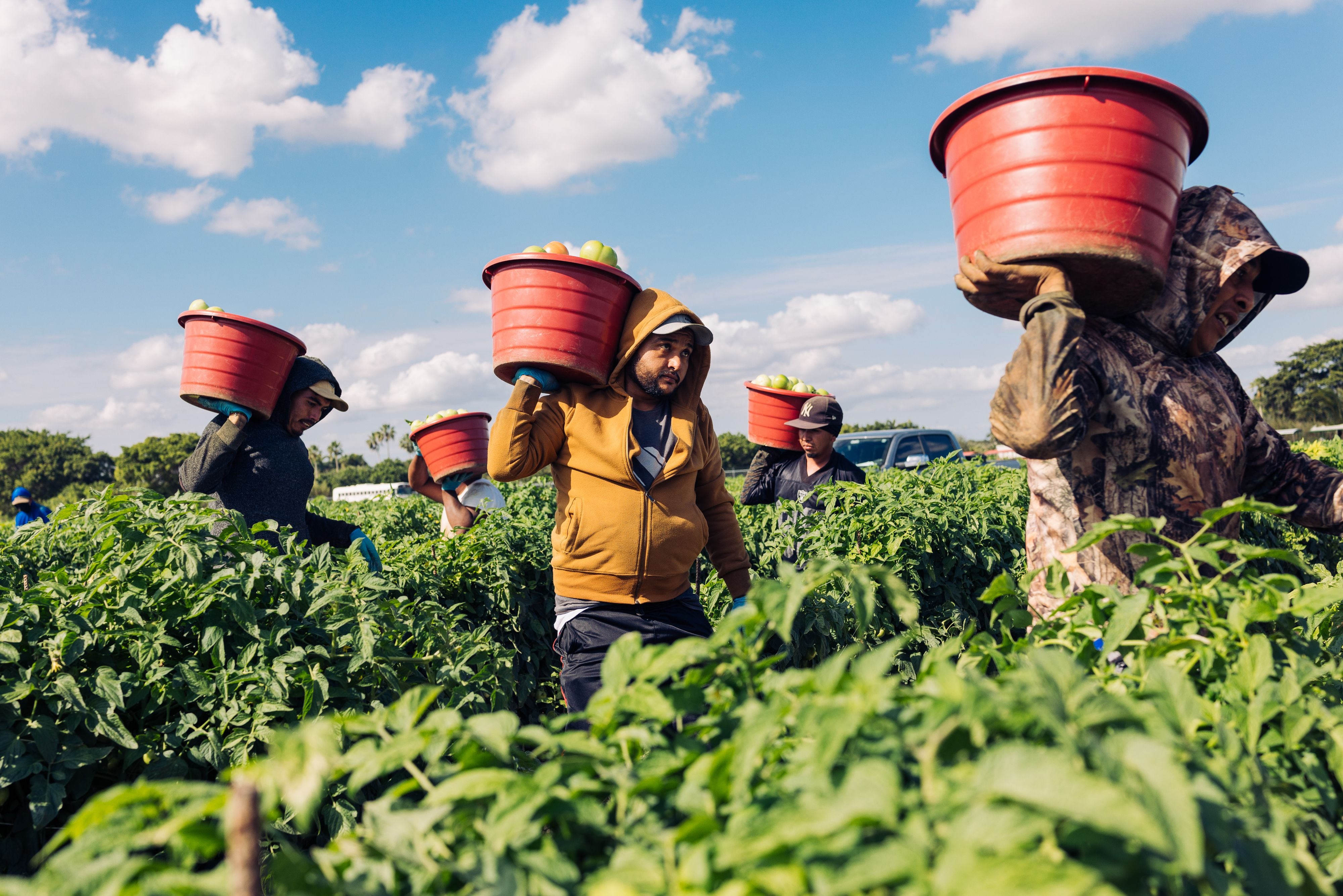 La importación de productos agrícolas se verá afectado por el incremento de aranceles de Donald Trump a México.   