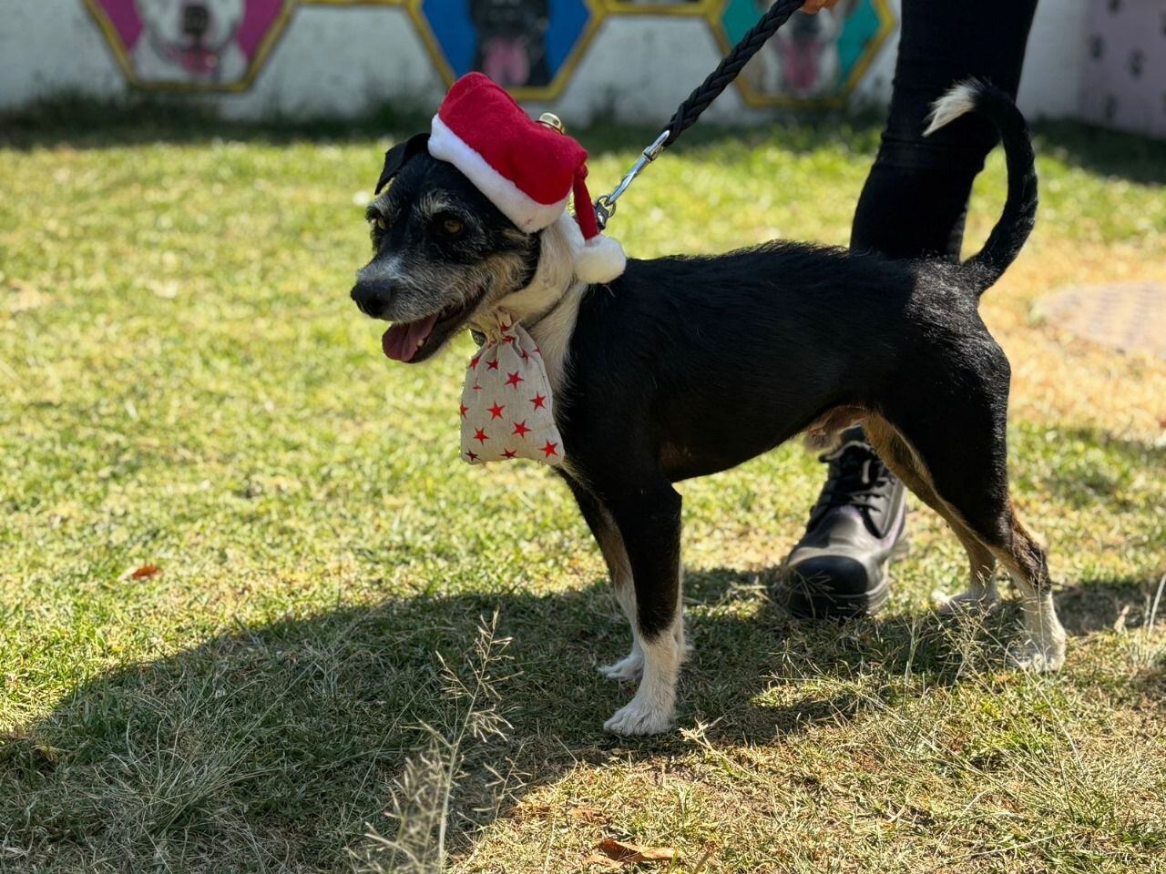 La iniciativa de los perritos mensajeros inició en 2019.  [Fotografía. Metro]