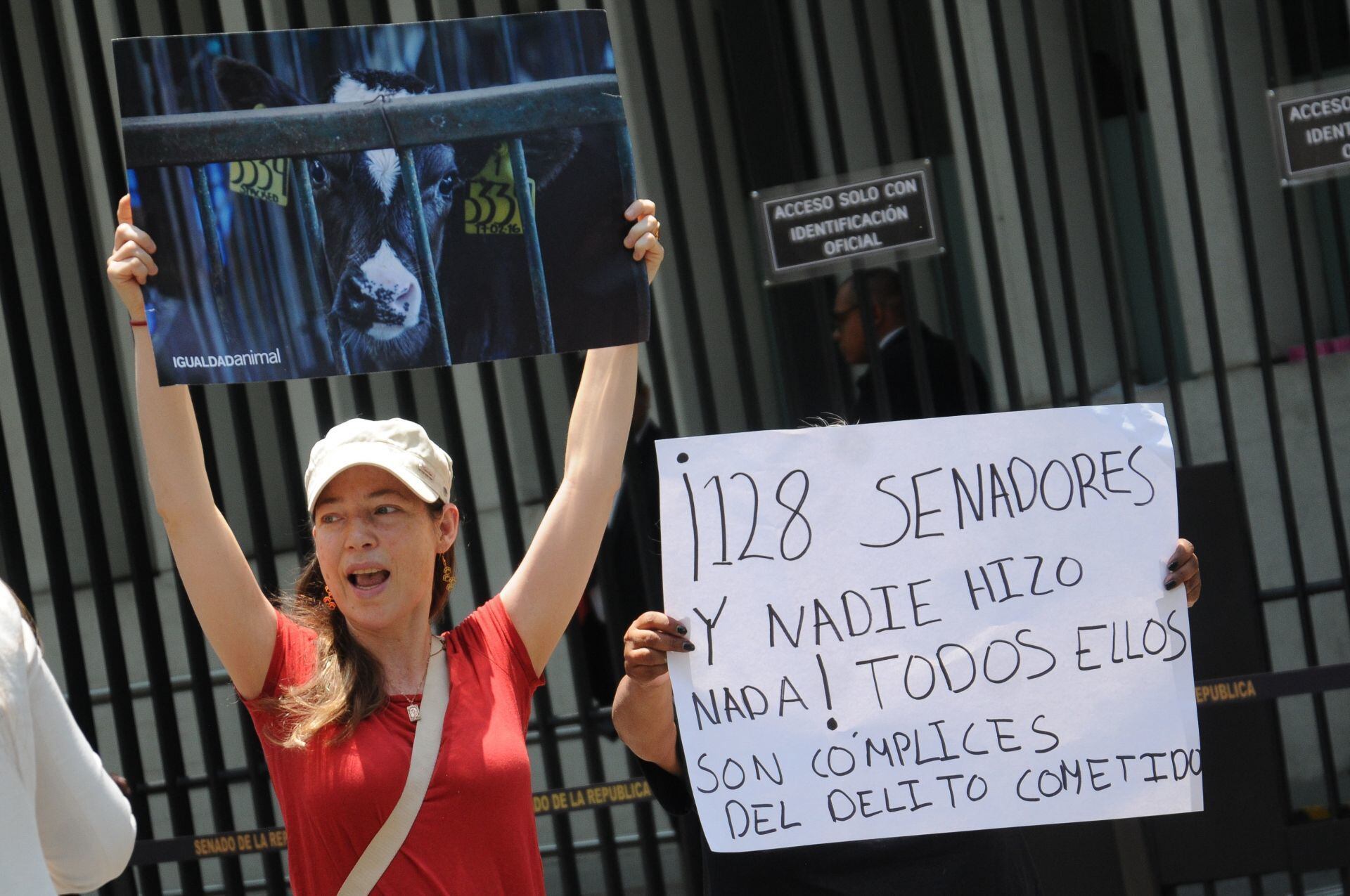 Personas en favor de los derechos de los animales reclamaron a los senadores no haber detenido al morenista Adolfo González por realizar el sacrificio de una gallina en el Senado.