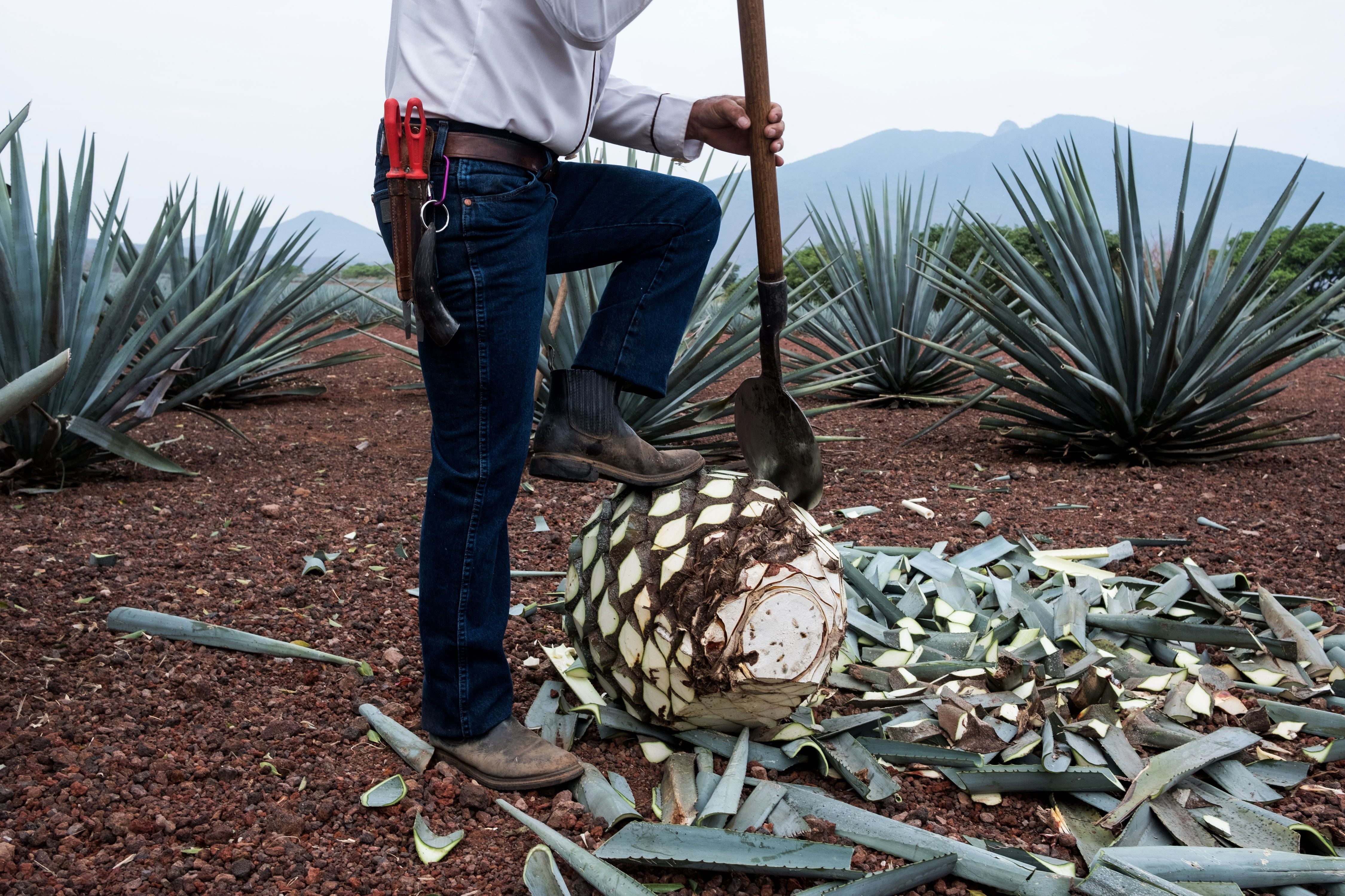 Si Donald Trump implementa los aranceles de 25 por ciento a México, este 4 de marzo, provocará pérdidas millonarias a la industria tequilera. (Foto: Bloomberg)