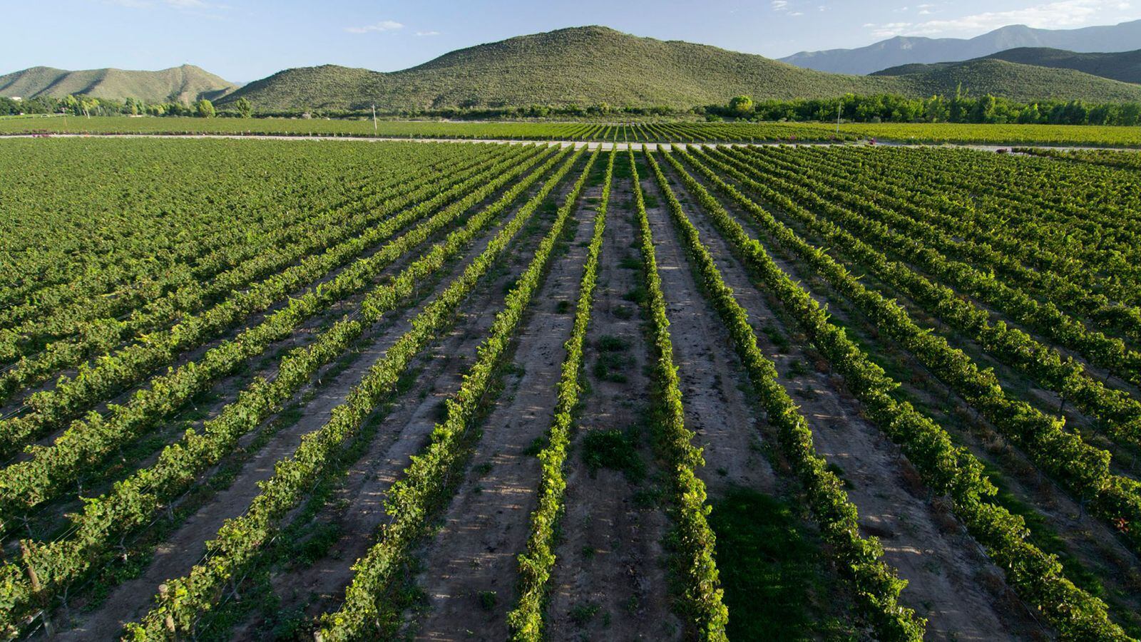 Viñedos de Casa Madero en peligro por falta de agua en Coahuila, alertan directivos