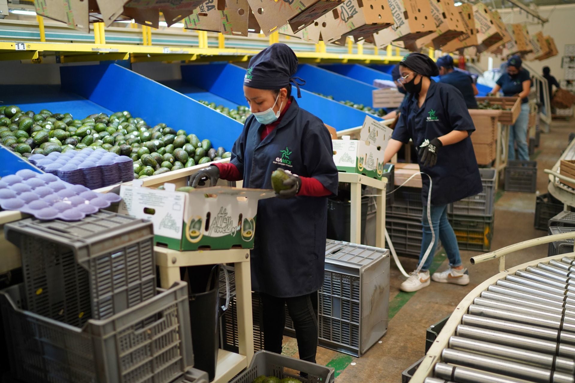 Se espera que las importaciones de aguacate de México aumenten debido a la fuerte demanda. 