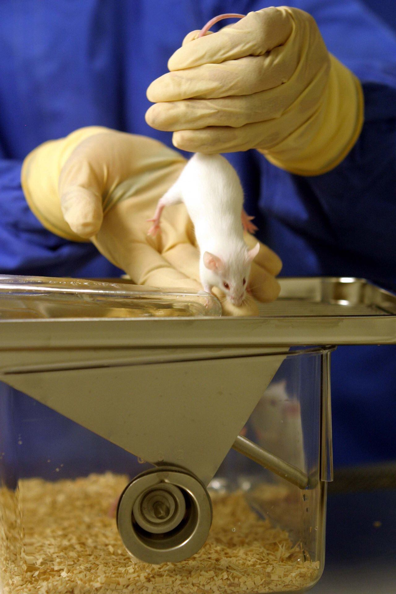 El estudio realizado por investigadores japoneses se realizó en ratones de laboratorio. (Foto: Cuartoscuro)