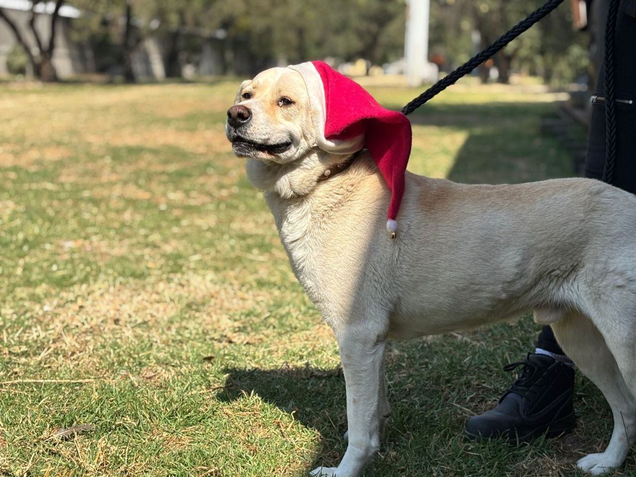 El 3 de enero los perritos embajadores del CTC estarán en el Museo del Metro. [Fotografía. Metro]