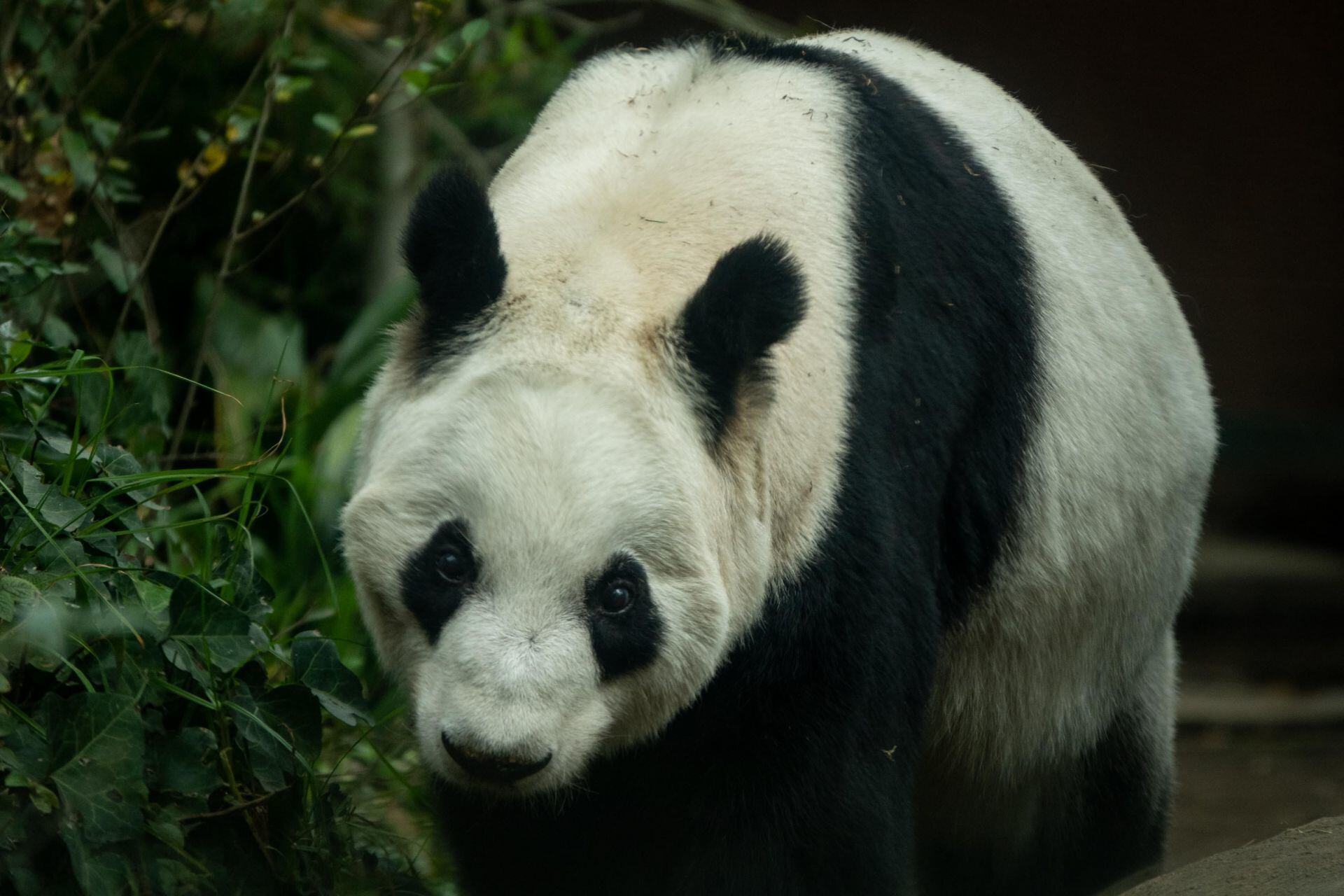 Esto sabemos de los cuidados para Xin Xin, la panda gigante mexicana.