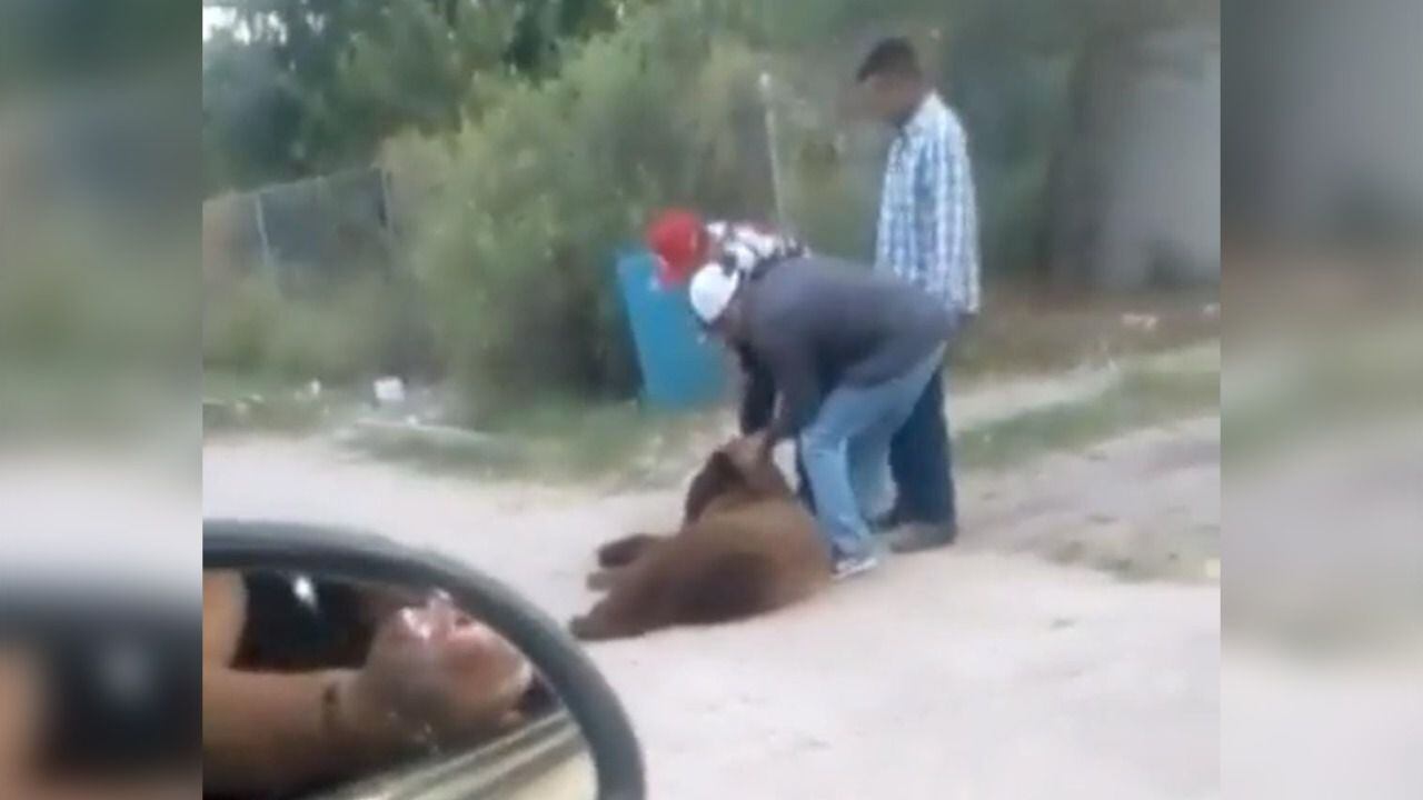 Pobladores asesinan a oso negro en Sonora; pueden enfrentar hasta 9 años de cárcel