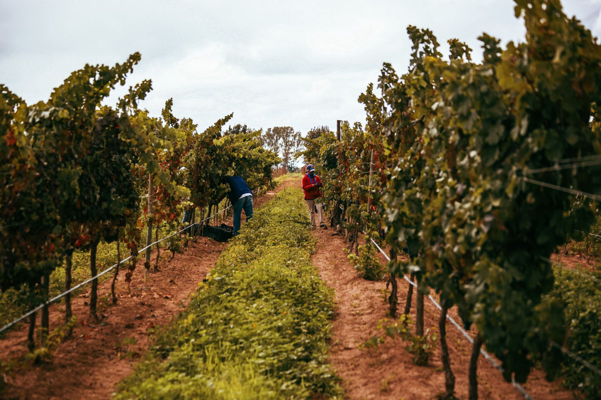 Juan Manchón y su amigo Ignacio Vega comenzaron el proyecto del vino en Dolores. (Foto: Cuna de Tierra).