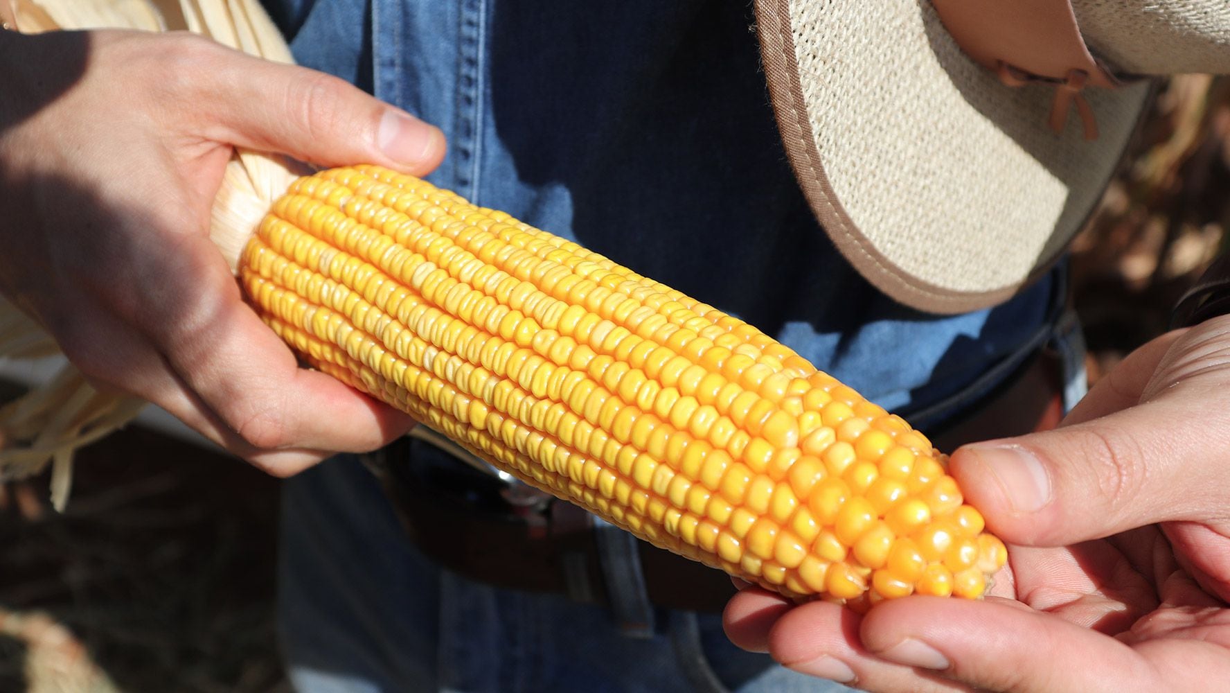 Consultas por maíz transgénico: legisladores de EU piden medidas inmediatas contra México