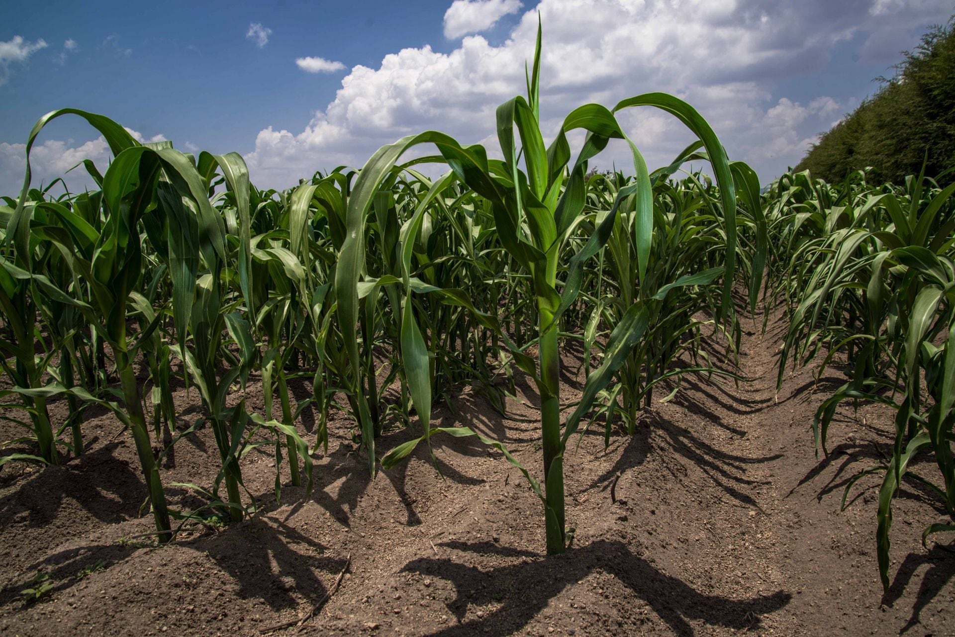 Entrega de fertilizante gratuito en Guerrero incrementó la producción de maíz en 190 mil toneladas