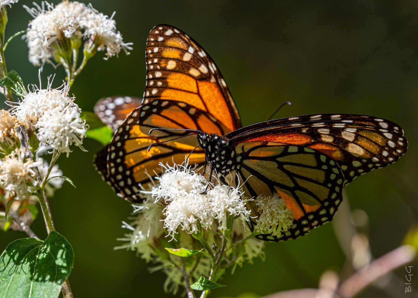Reserva de la mariposa monarca: Así contribuyen las comunidades a su restauración