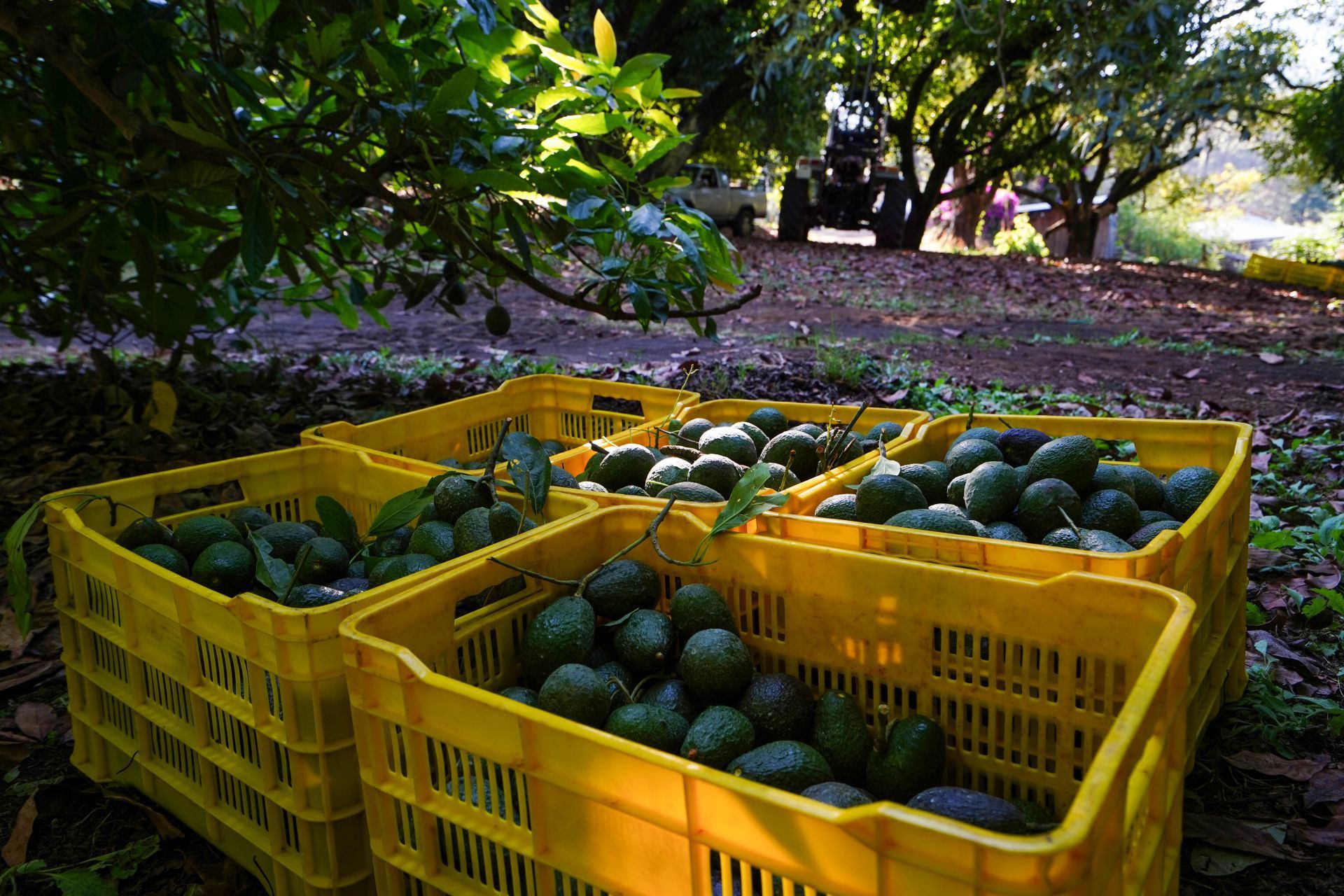 El 90 por ciento del consumo de aguacate en EU es de origen mexicano.  