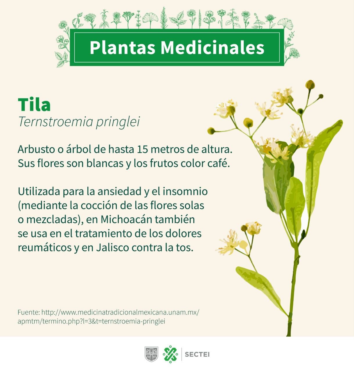 La Ternstroemia pringlei es la variante del té de tila que encontrarás en diversos sobres comerciales. (Foto: Secretaría de Educación, Ciencia, Tecnología e Innovación de la CDMX).