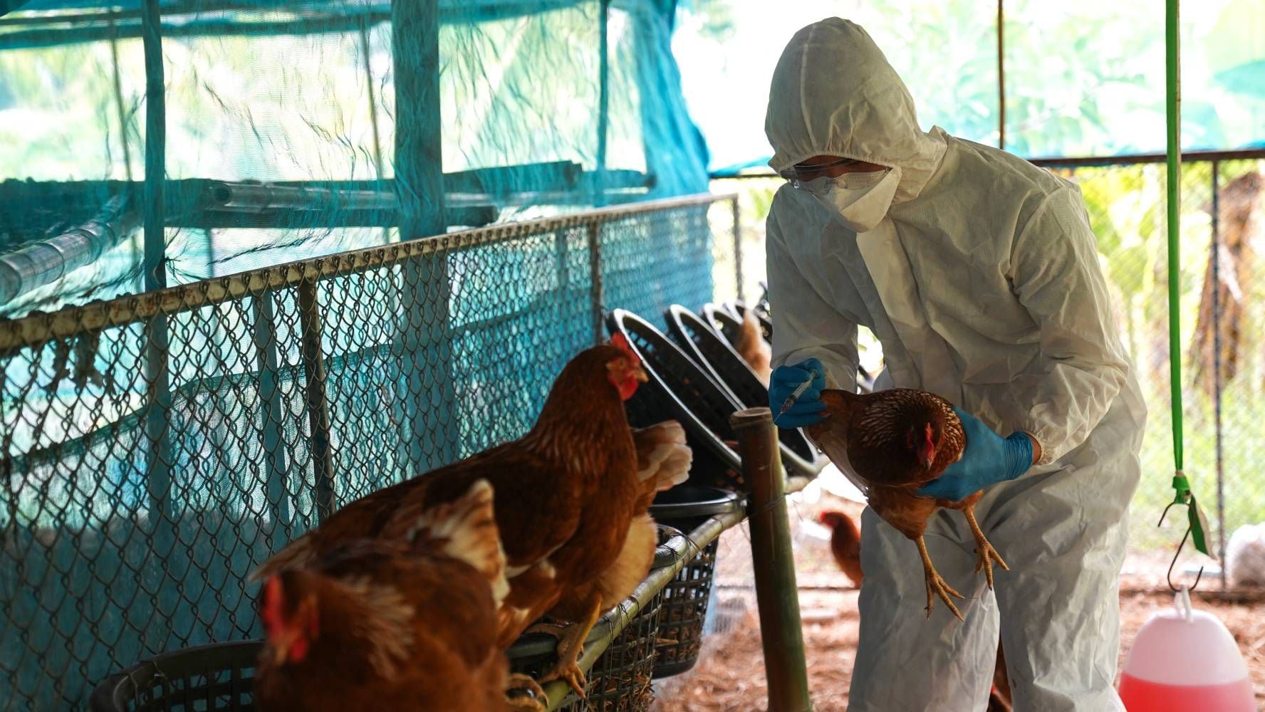 La gripe aviar ha causado enfermedad en las aves de EU, por eso hay escasez de huevo.