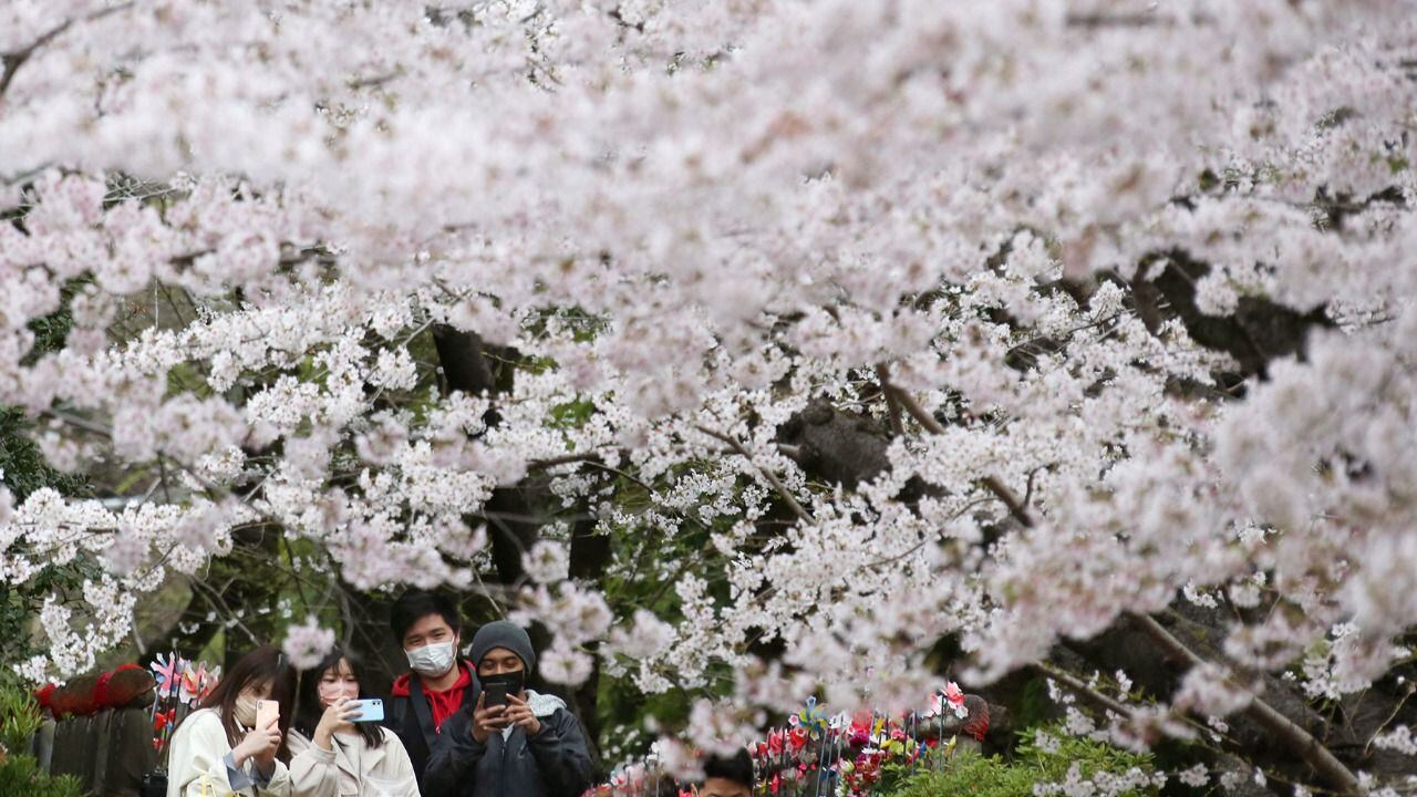 Japón da bienvenida a la primavera entre florecimiento de cerezos y alza en casos COVID