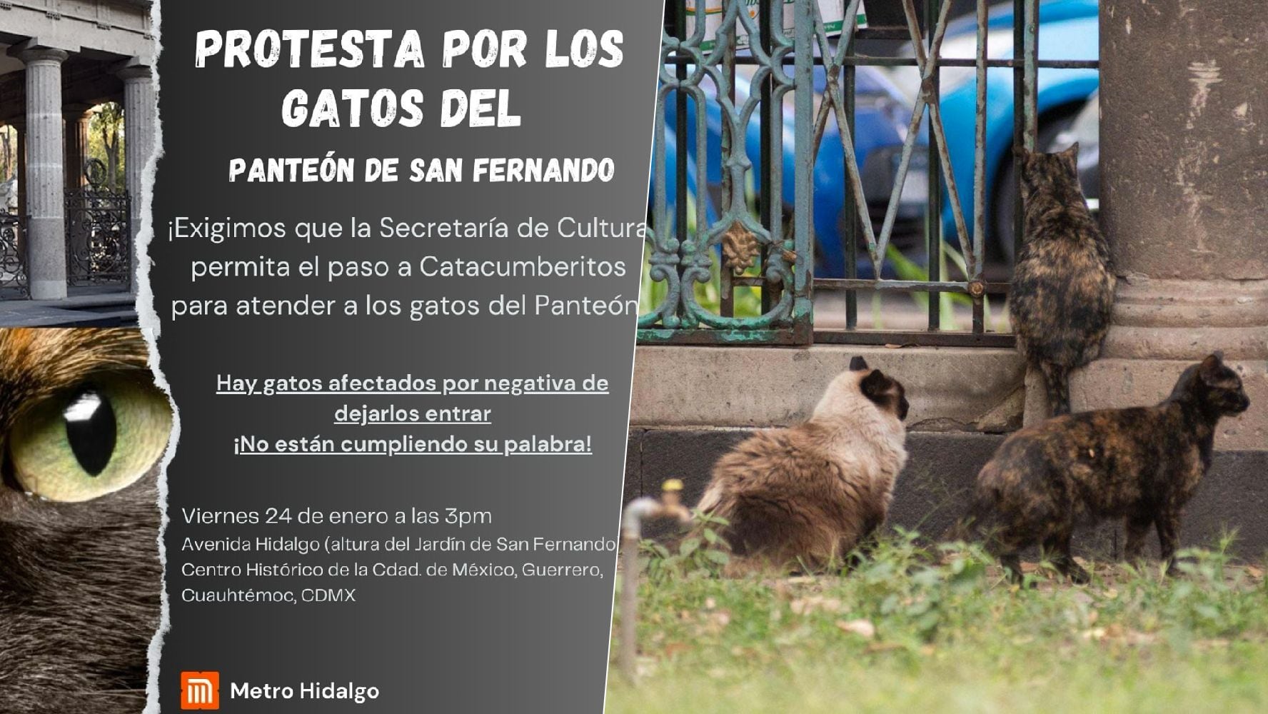 Protesta por ‘michis’ del panteón San Fernando: 4 gatos mueren por negar paso a cuidadora