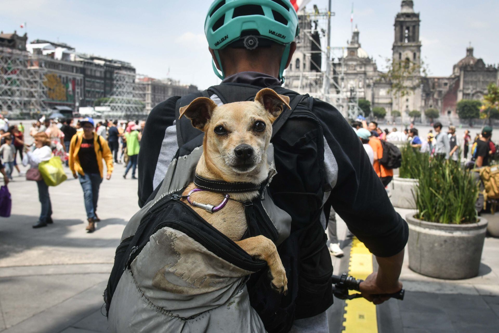 En la CDMX hay nuevas disposiciones en favor del bienestar animal; los perritos y gatos son reconocidos como animales de compañía.