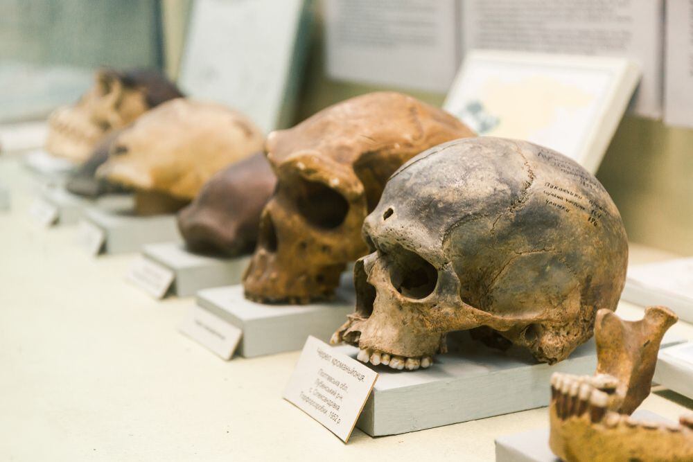 Homo Nesher Ramla, nuevo antecesor del humano descubierto en Israel