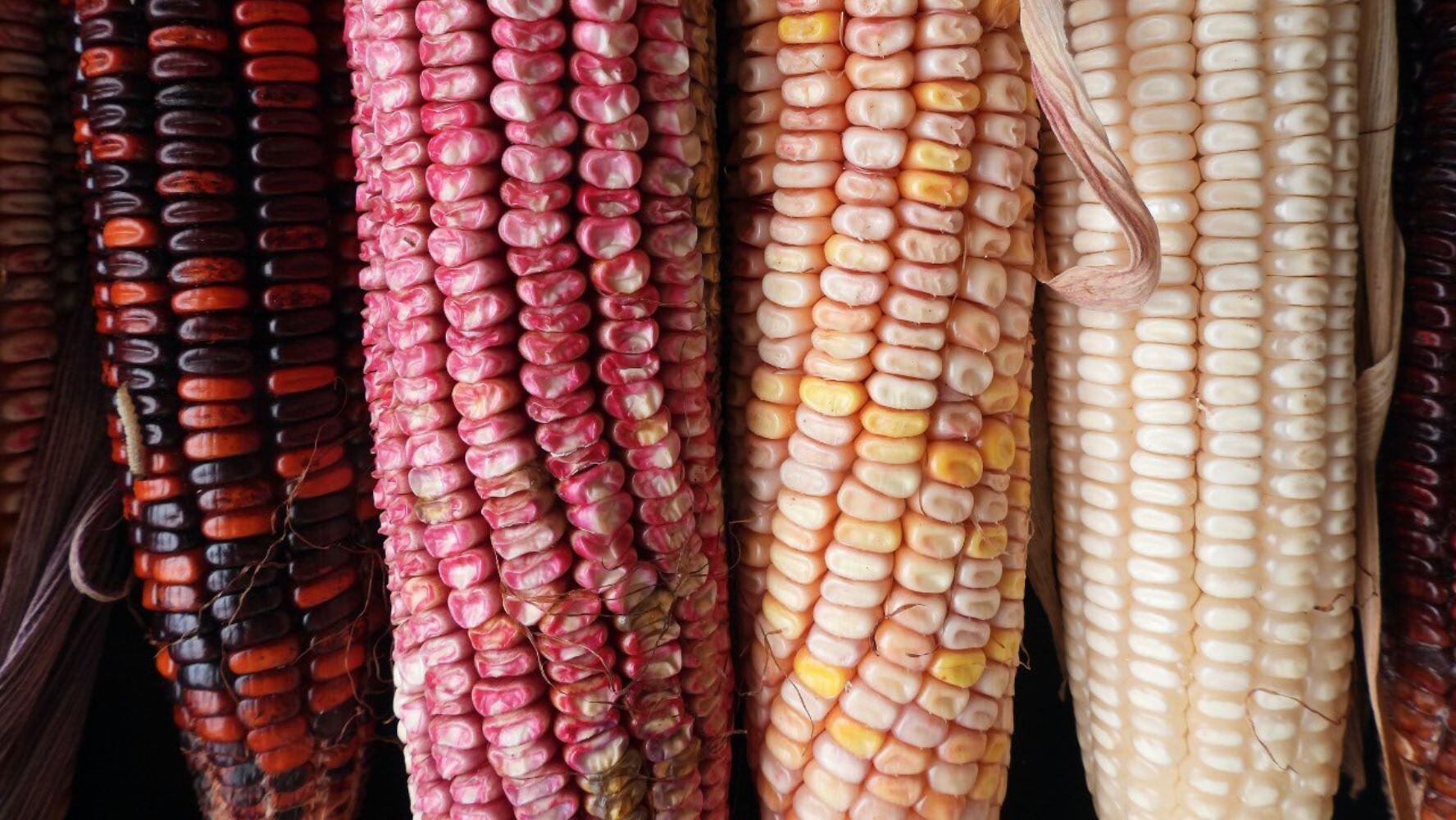 El maíz da pie a distintos alimentos de la gastronomía mexicana. (Foto: Twitter / @cn_maiz)