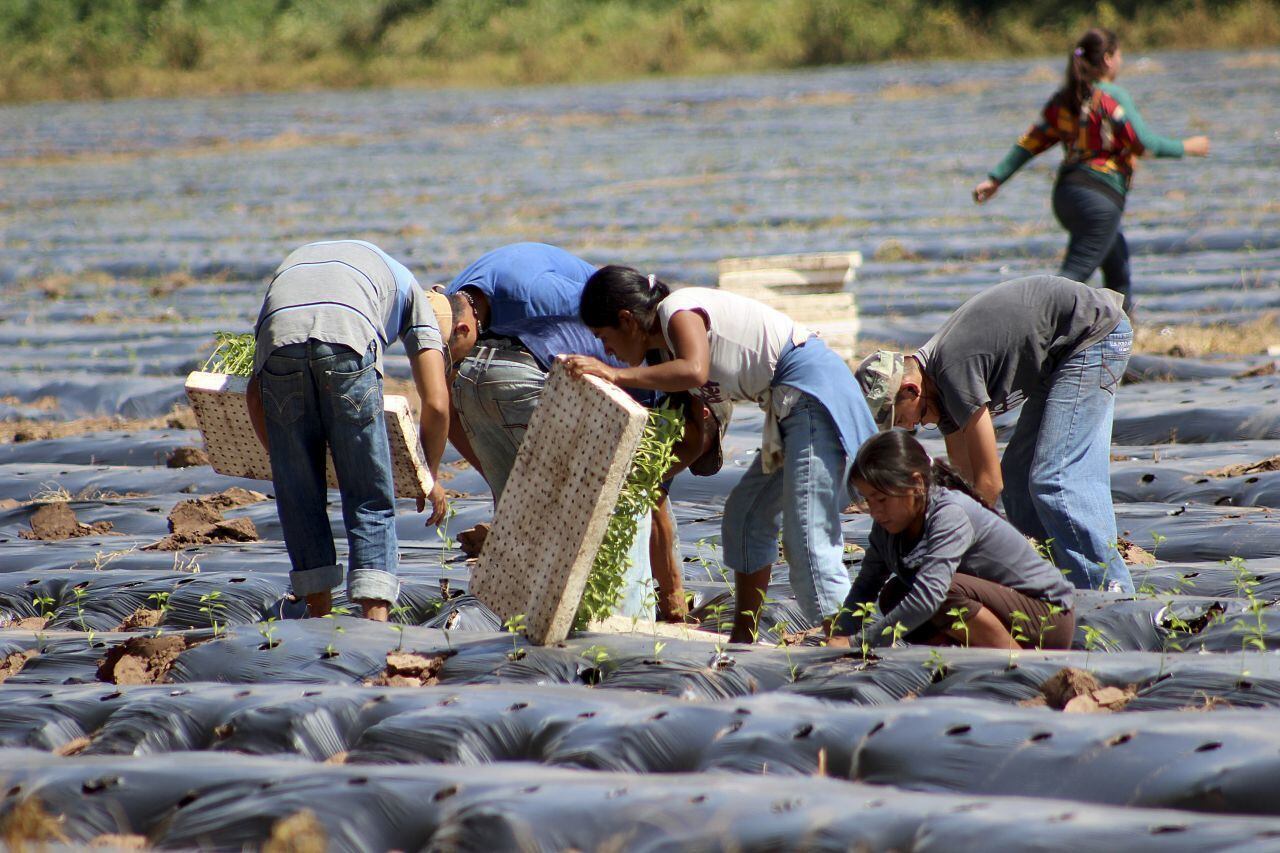 México se anota récord en ventas de productos agroalimentarios 