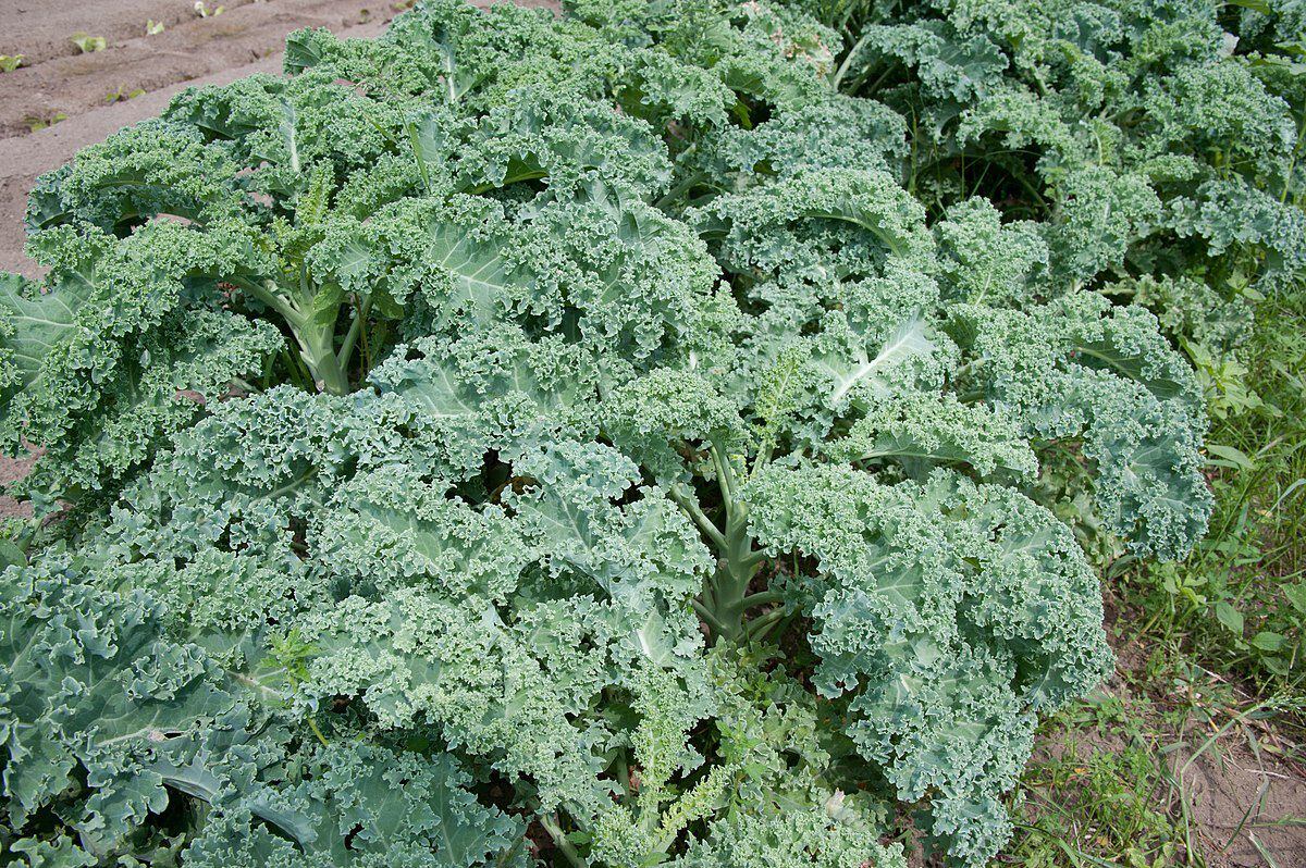 El kale es un tipo de vegetal que se utiliza en algunos jugos. (Foto: Wikimedia Commons)