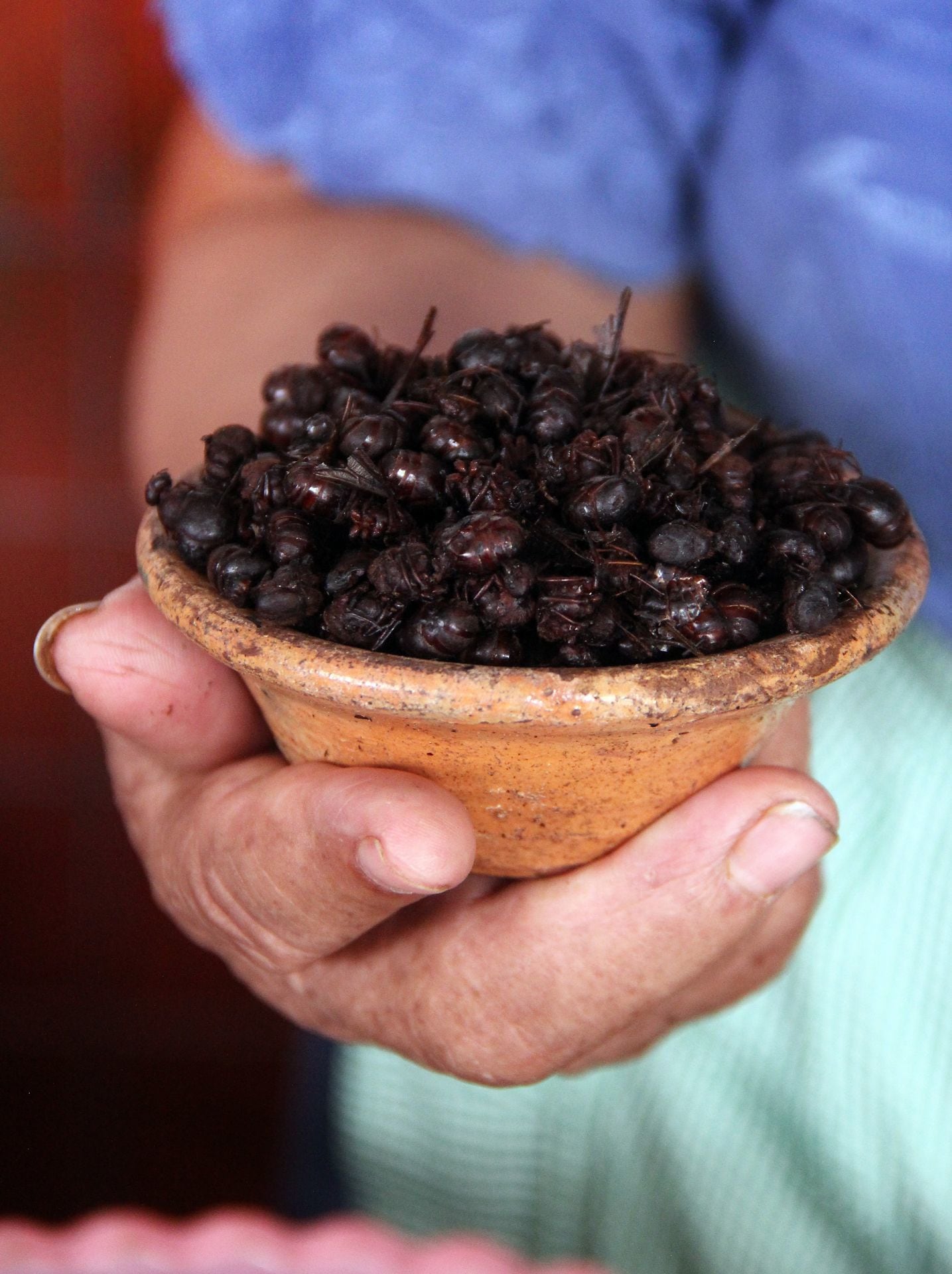 El sabor de la hormiga chicatana es similar al del chocolate, cacahuate y chicharrón de cerdo, según algunos consumidores.