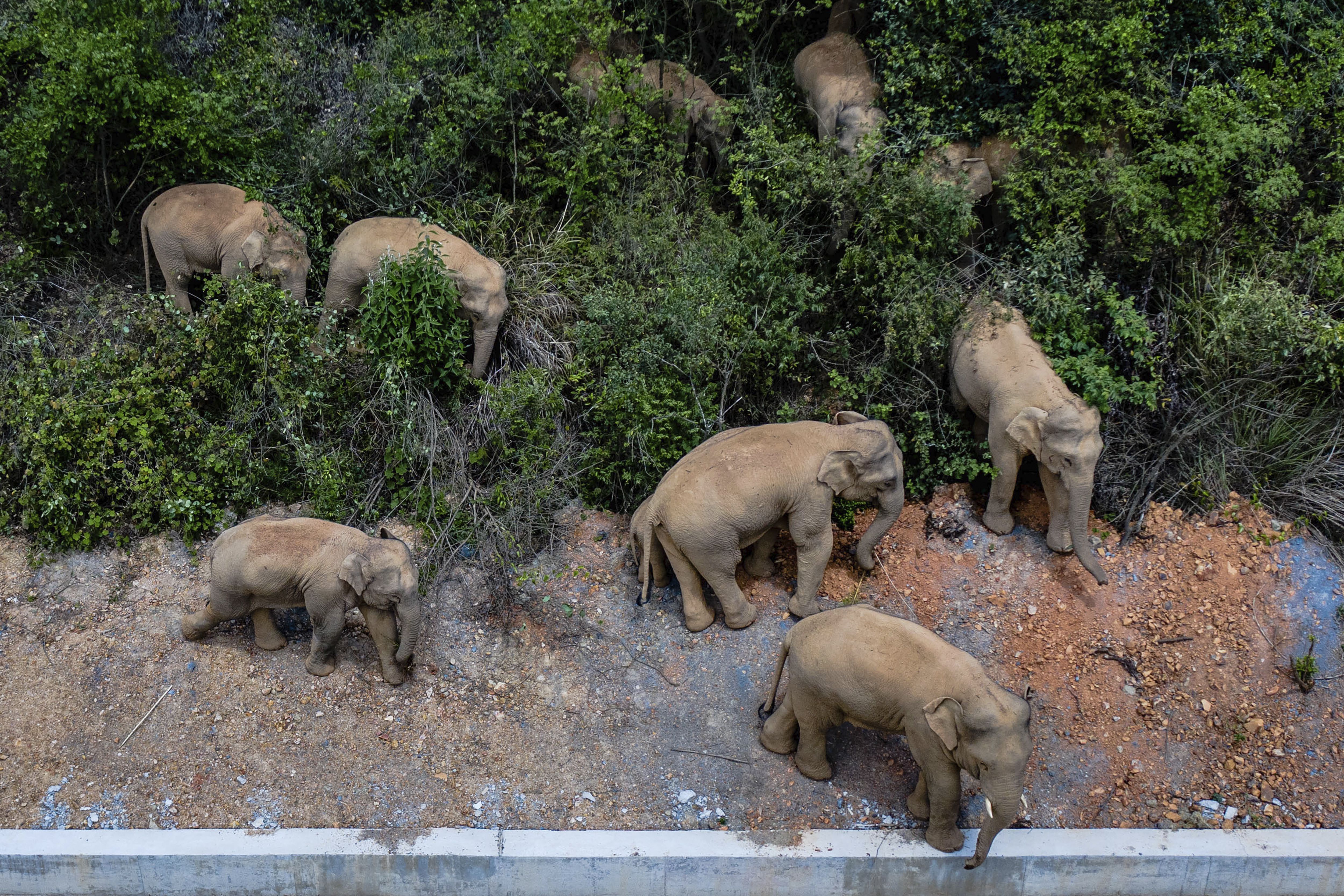 El éxodo de una manada de elefantes en China está en la mira del mundo 