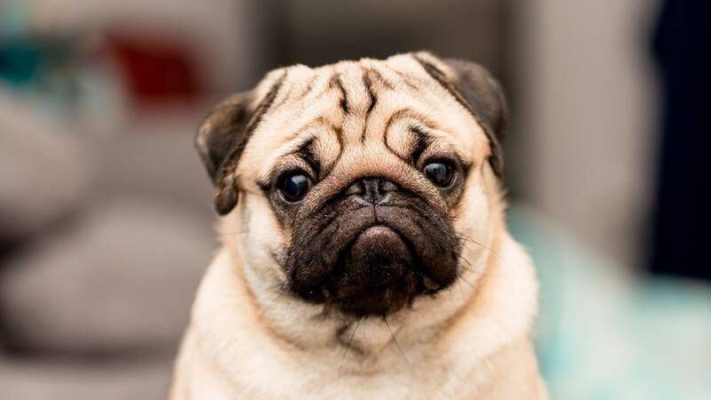 Expertos alertan sobre salud de perros modificados con cara plana: ‘luchan por respirar’