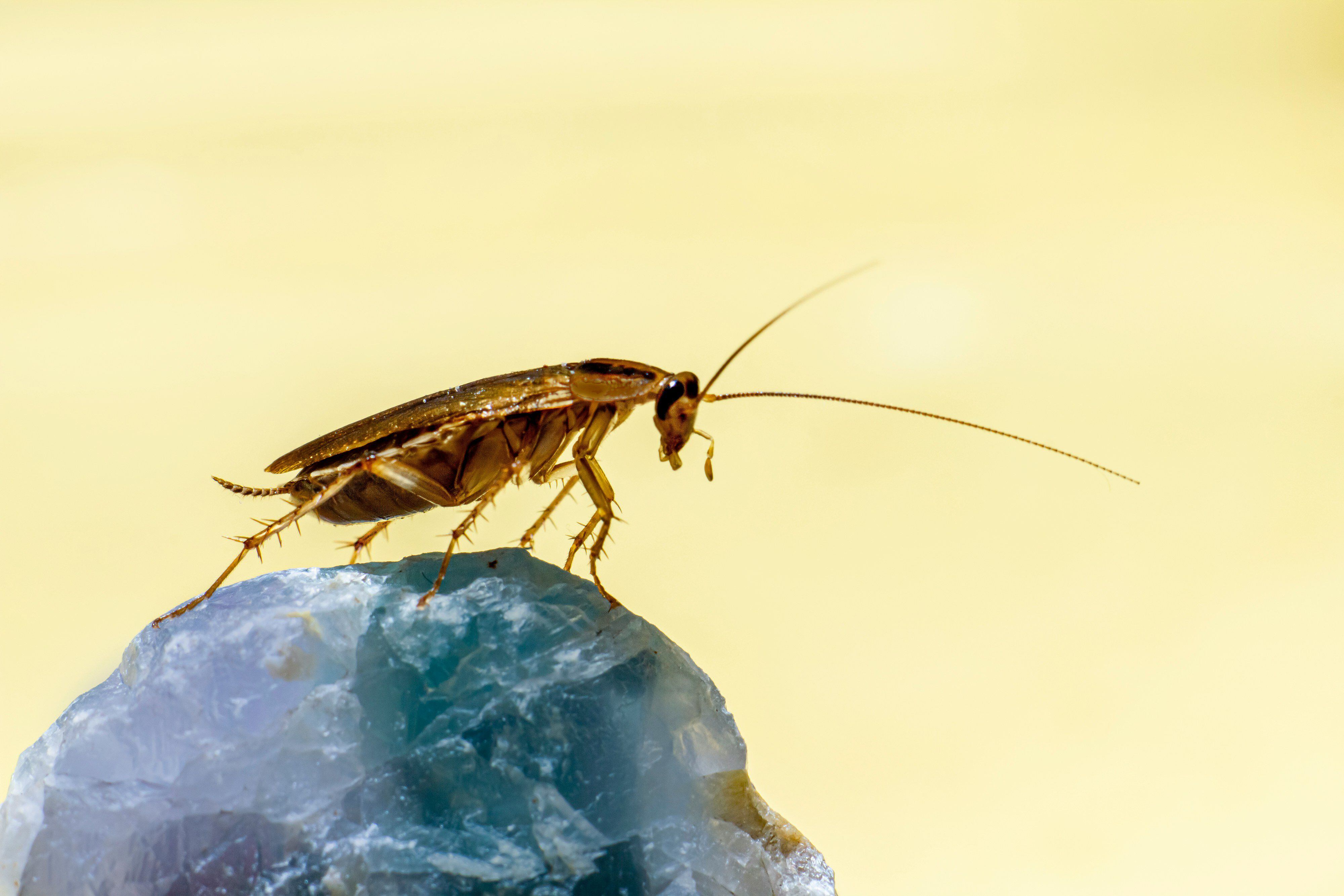 Cucarachas: la plaga que amenaza la salud en ciudades mexicanas