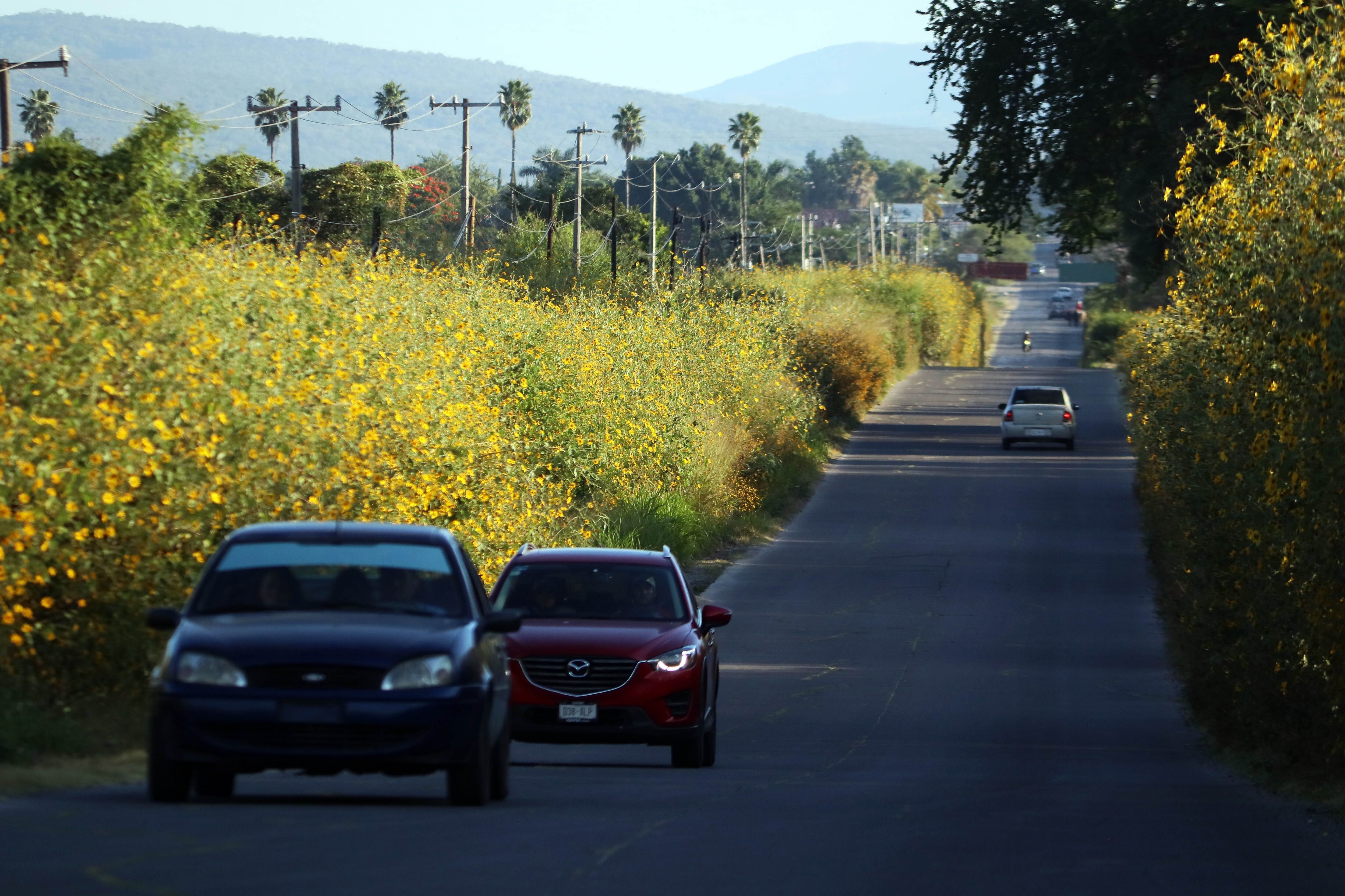 Una mala para automovilistas: ¿Por qué Morelos se quedará sin placas y sin tarjetas de circulación?