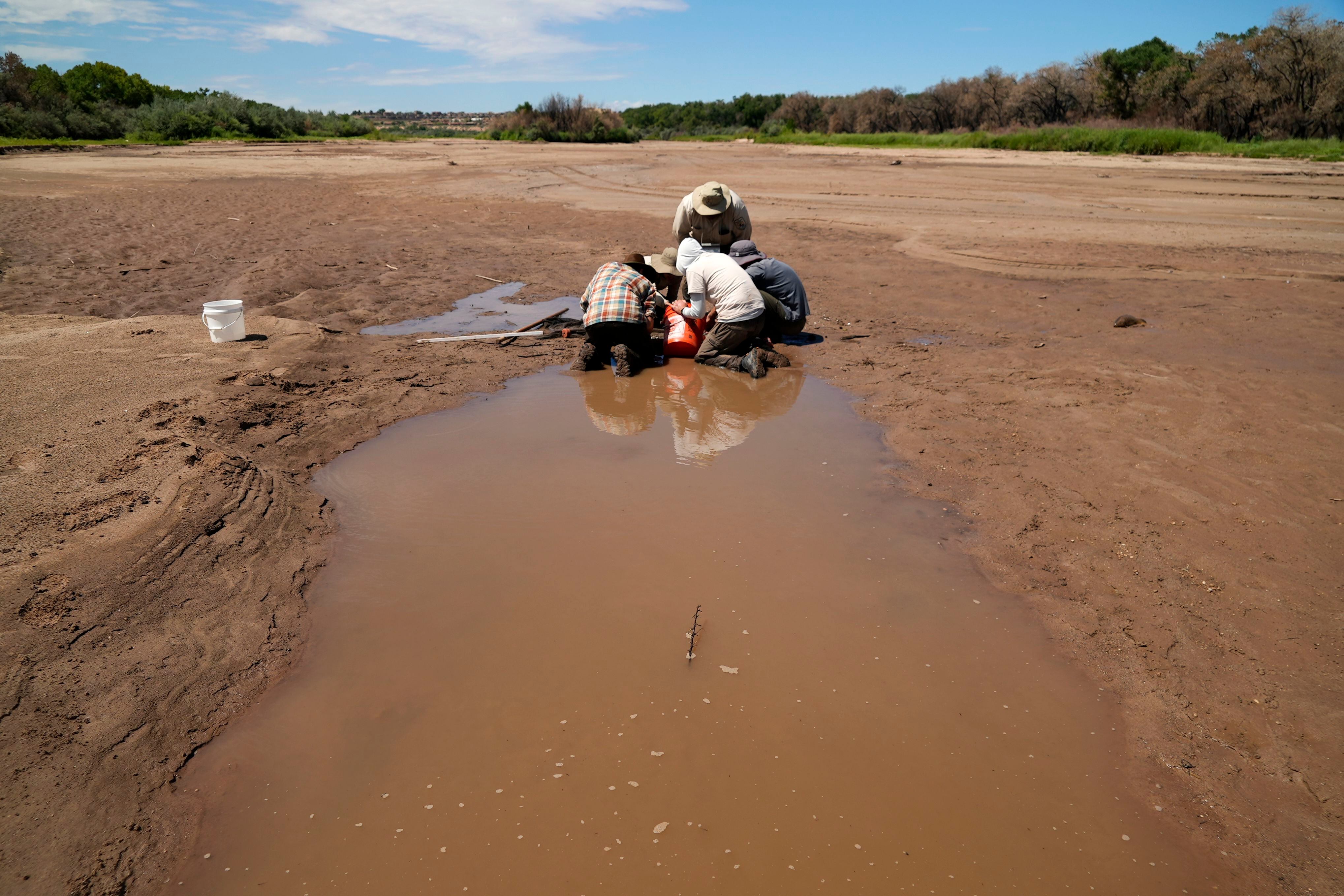 Angustia en la frontera: Se seca el río Bravo y ya hay especies en peligro