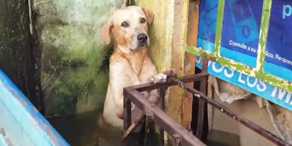El binomio canino 'Nerón' fue rescatado por la Marina durante las inundaciones de Tabasco en 2020. 