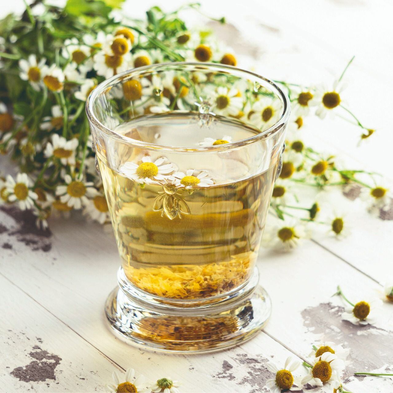 El té de manzanilla es rico en antioxidantes. (Foto: www.gob.mx)