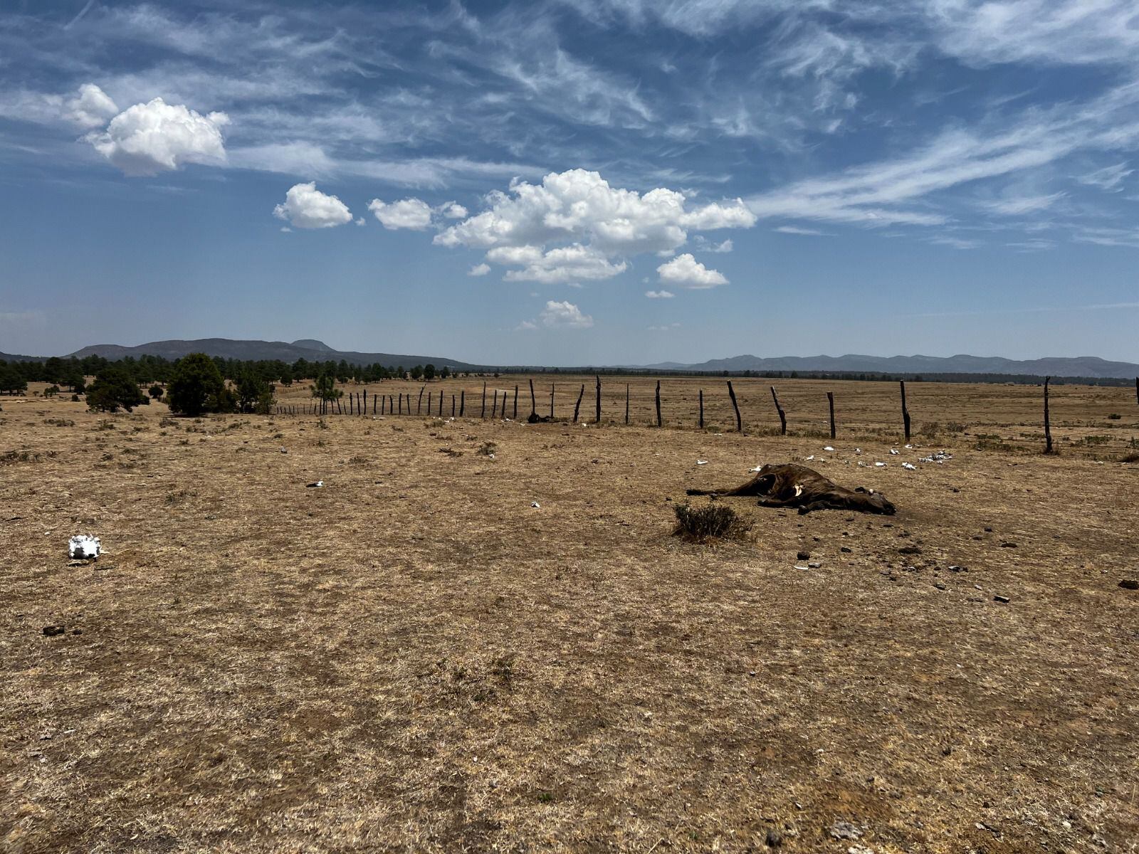 Sequía en Durango está en alerta roja: Ganadería y agricultura viven crisis extrema