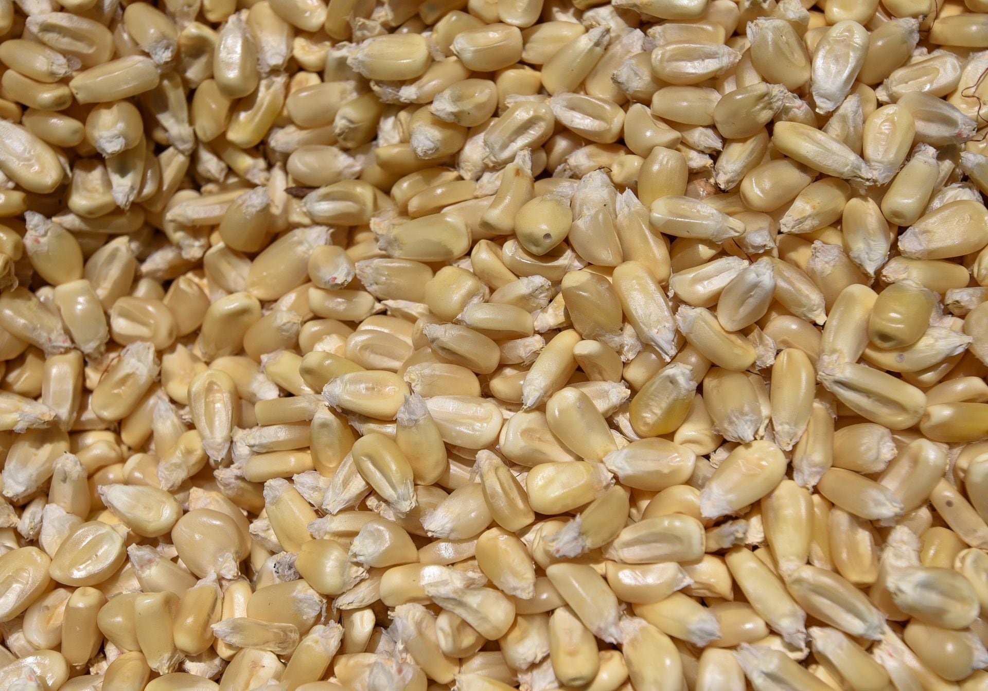 ‘Superpeso’ y precios bajos del maíz amenazan con ‘quebrar’ a agricultores en Sonora y Sinaloa