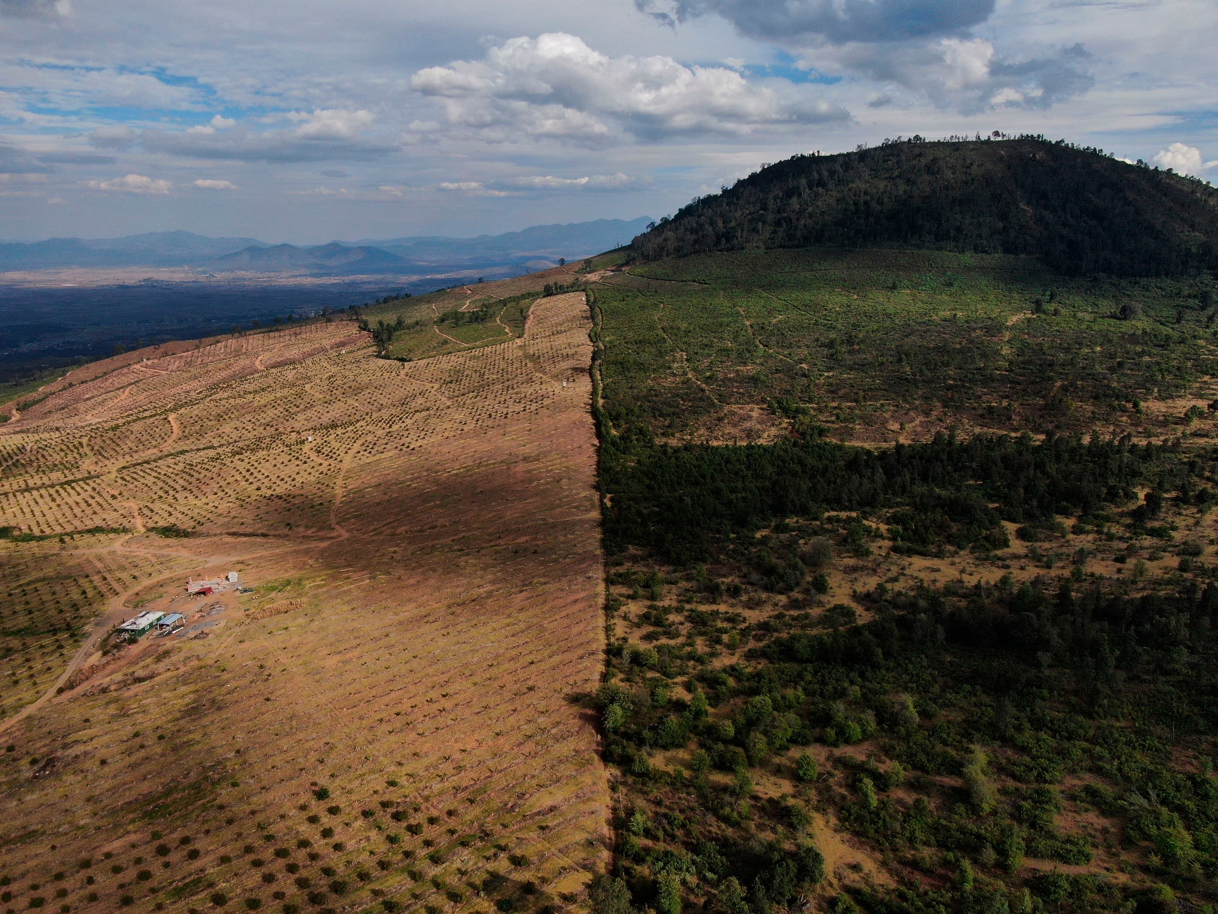 Producción de aguacate, tala ilegal y cárteles van de la mano en México