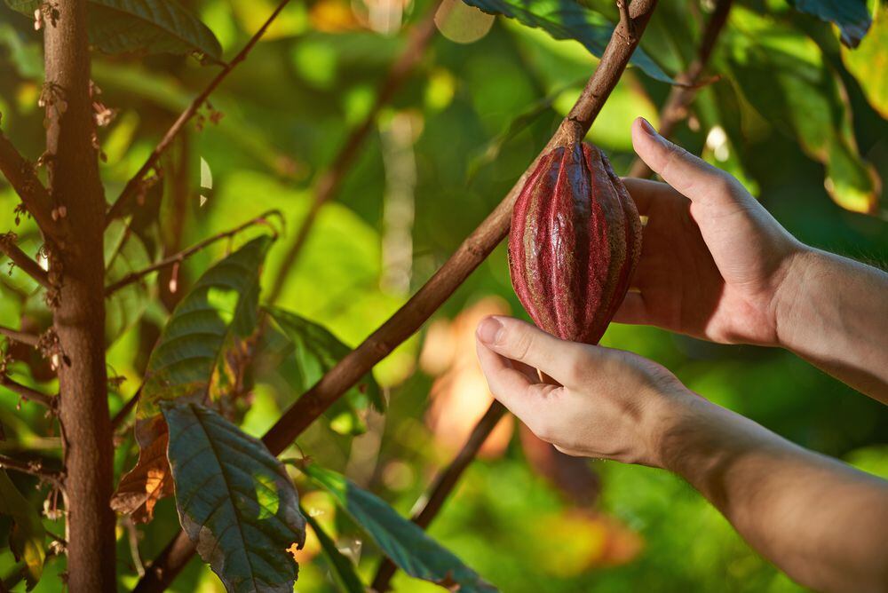 Se pronostican descensos de dos dígitos en la producción de cultivos de cacao.