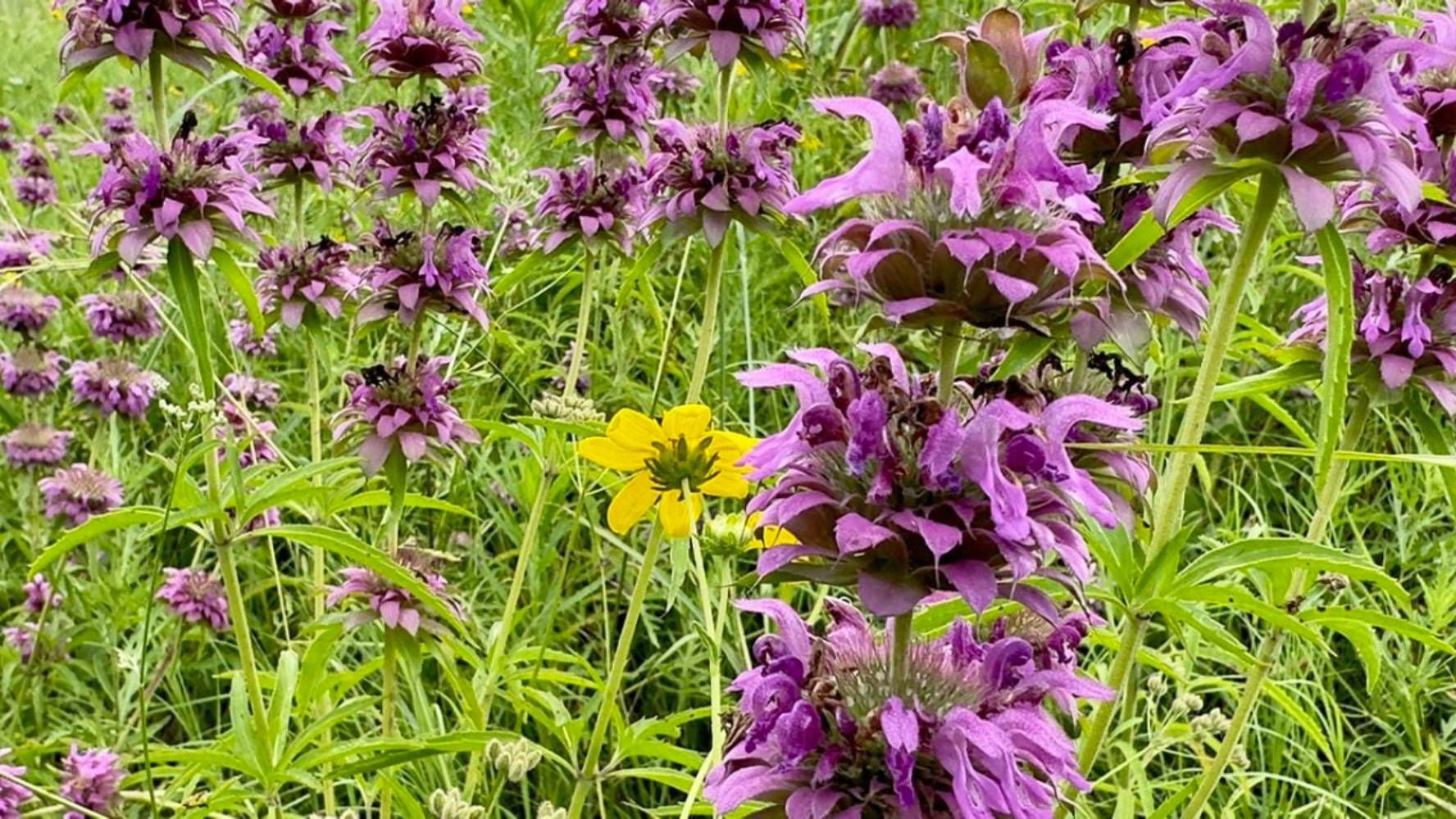 El toronjil es una hierba aromática con propiedades medicinales originaria de México. (Foto: Shutterstock).