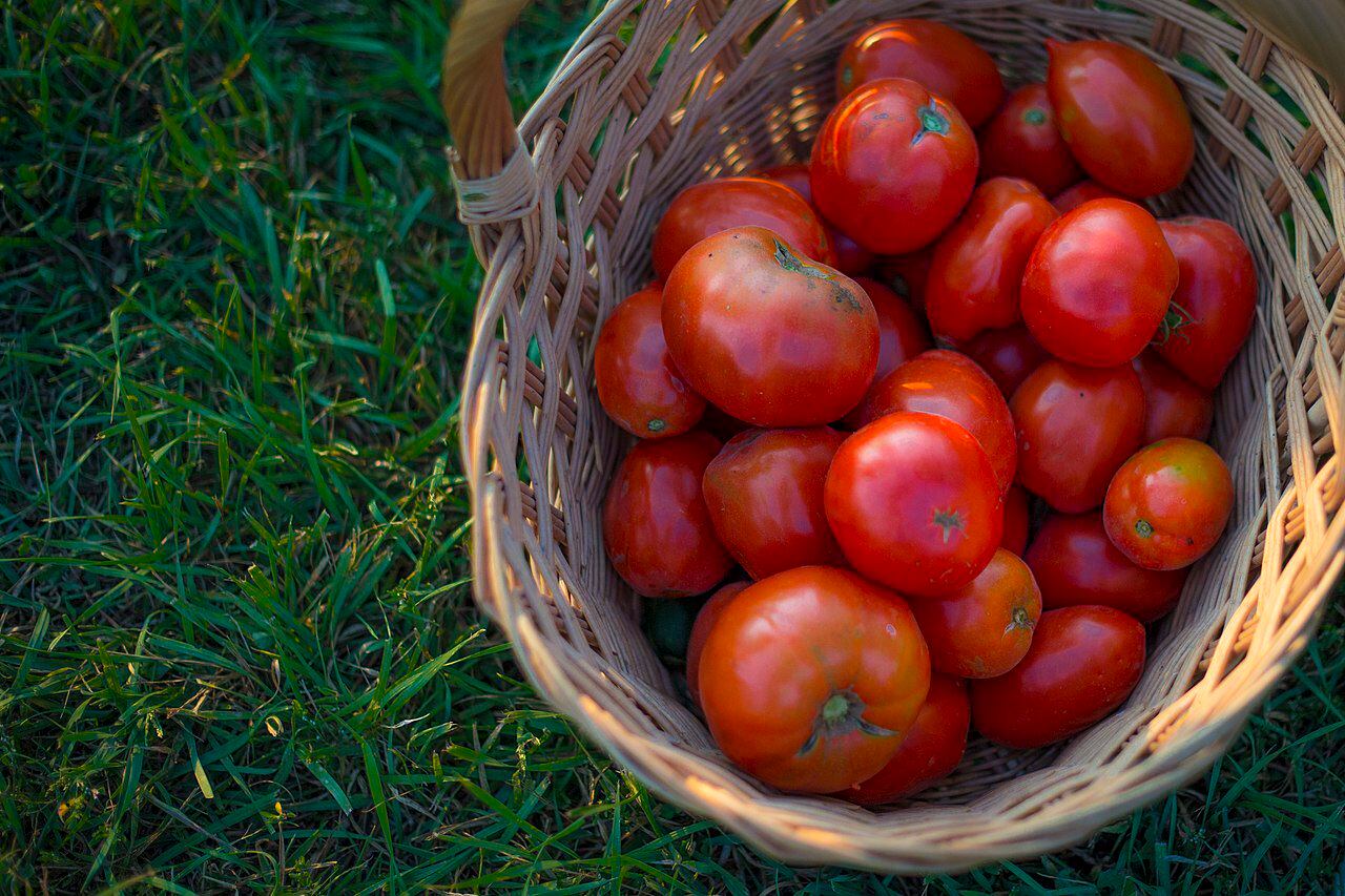 Algunos jugos utilizan al tomate como su ingrediente principal. (Foto: Wikimedia Commons)
