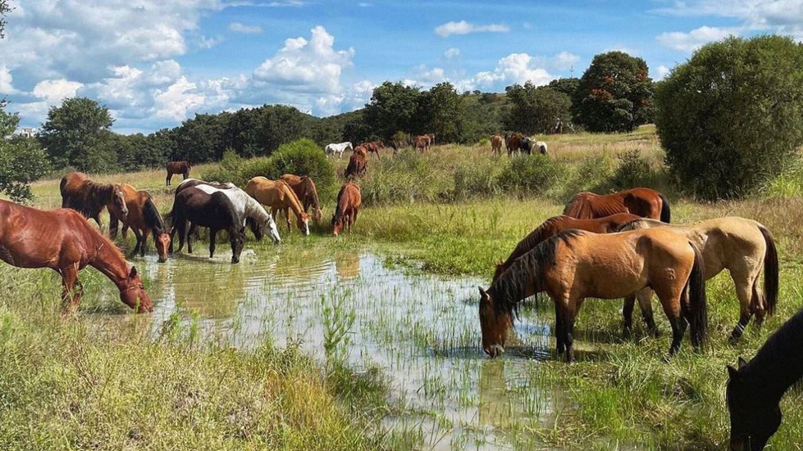 Cuacolandia es un espacio que procura el bienestar de caballos que alguna vez sufrieron maltrato.