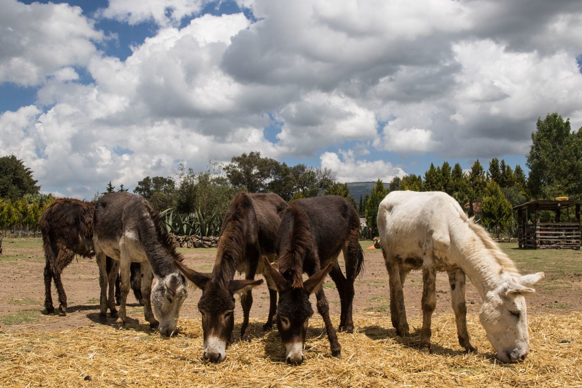 Asalto en Burrolandia México: ¿Qué sabemos del robo de burritos y caballos?