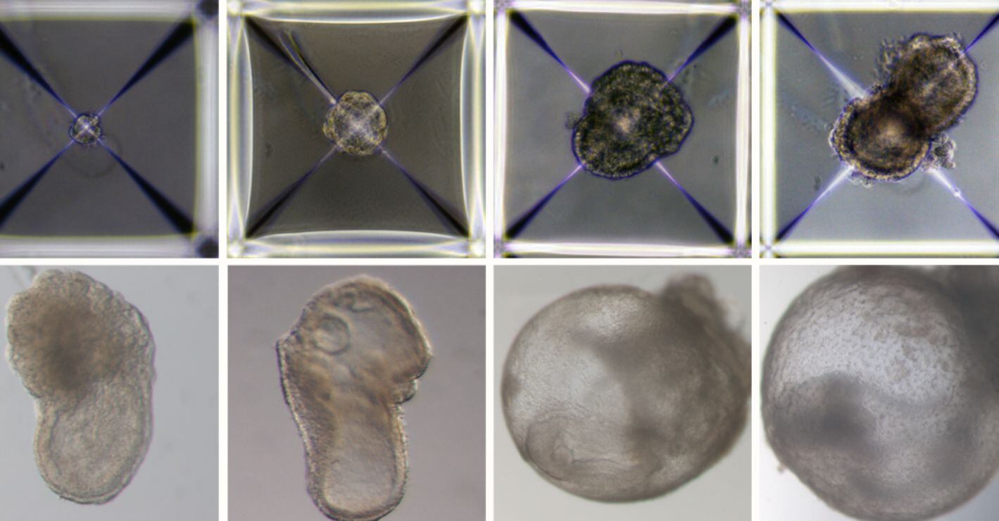 De Ripley: Científicos crean embriones sintéticos de ratón en útero artificial