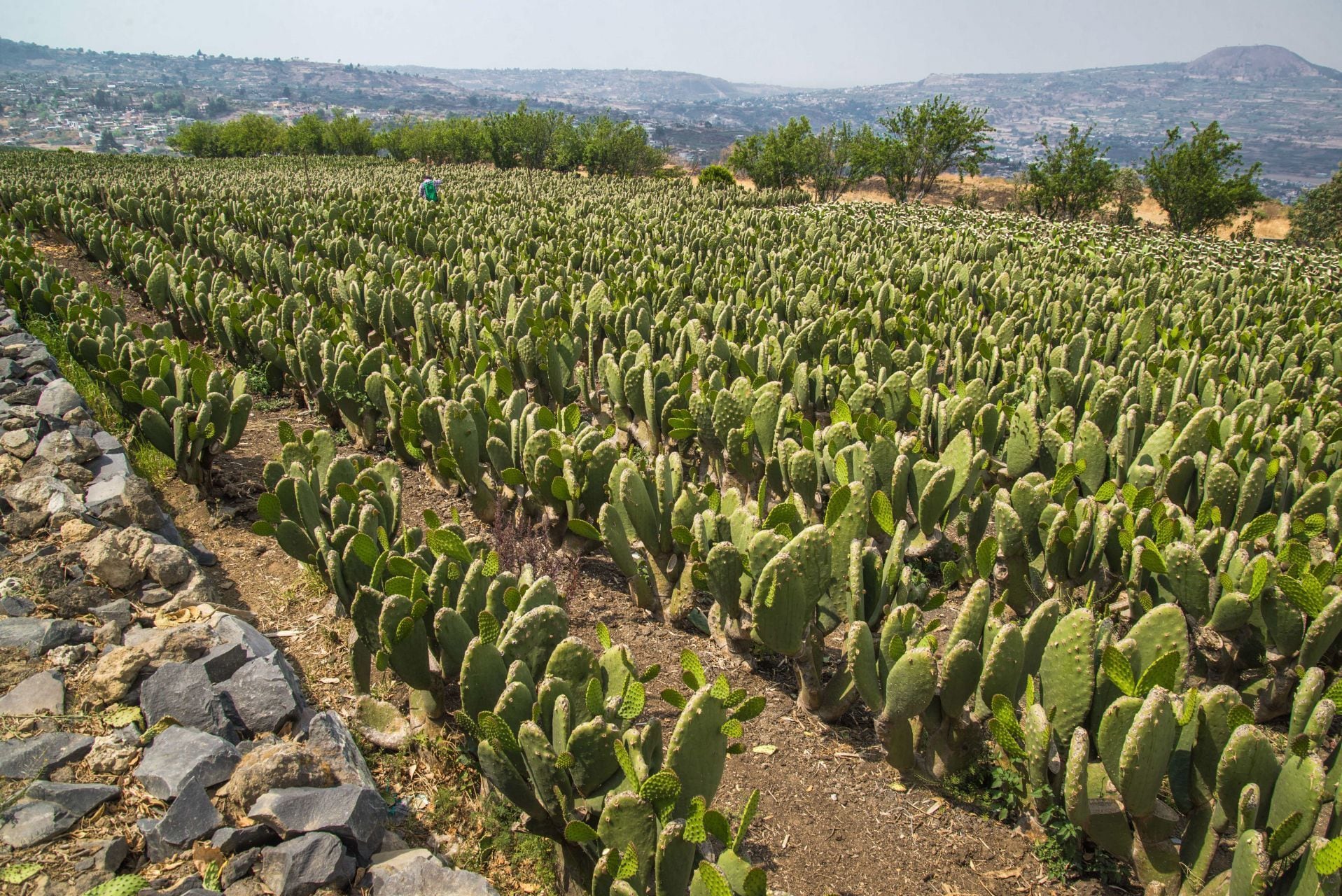 Tanto la piña como el nopal cuentan con elementos que ayudan a promover la salud del corazón. (Foto: Especial El Financiero)