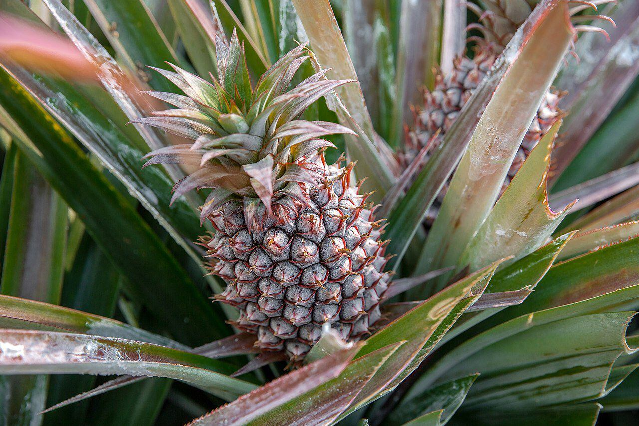 La piña también contiene antioxidantes. (Foto: Wikimedia Commons)