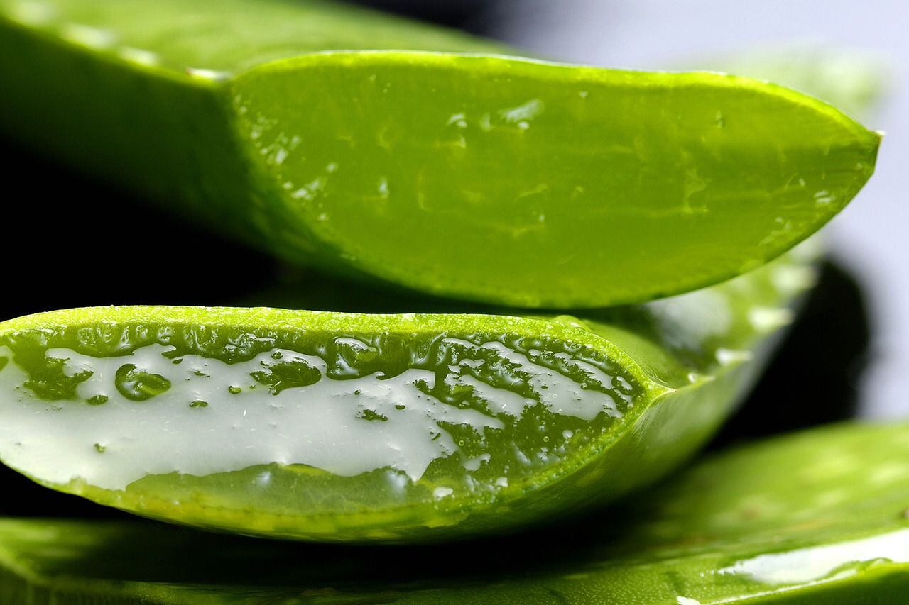 Los estudios demuestran que es preferible el uso directo del gel de sábila en el cabello para mejorar su aspecto. (Foto: El Financiero)