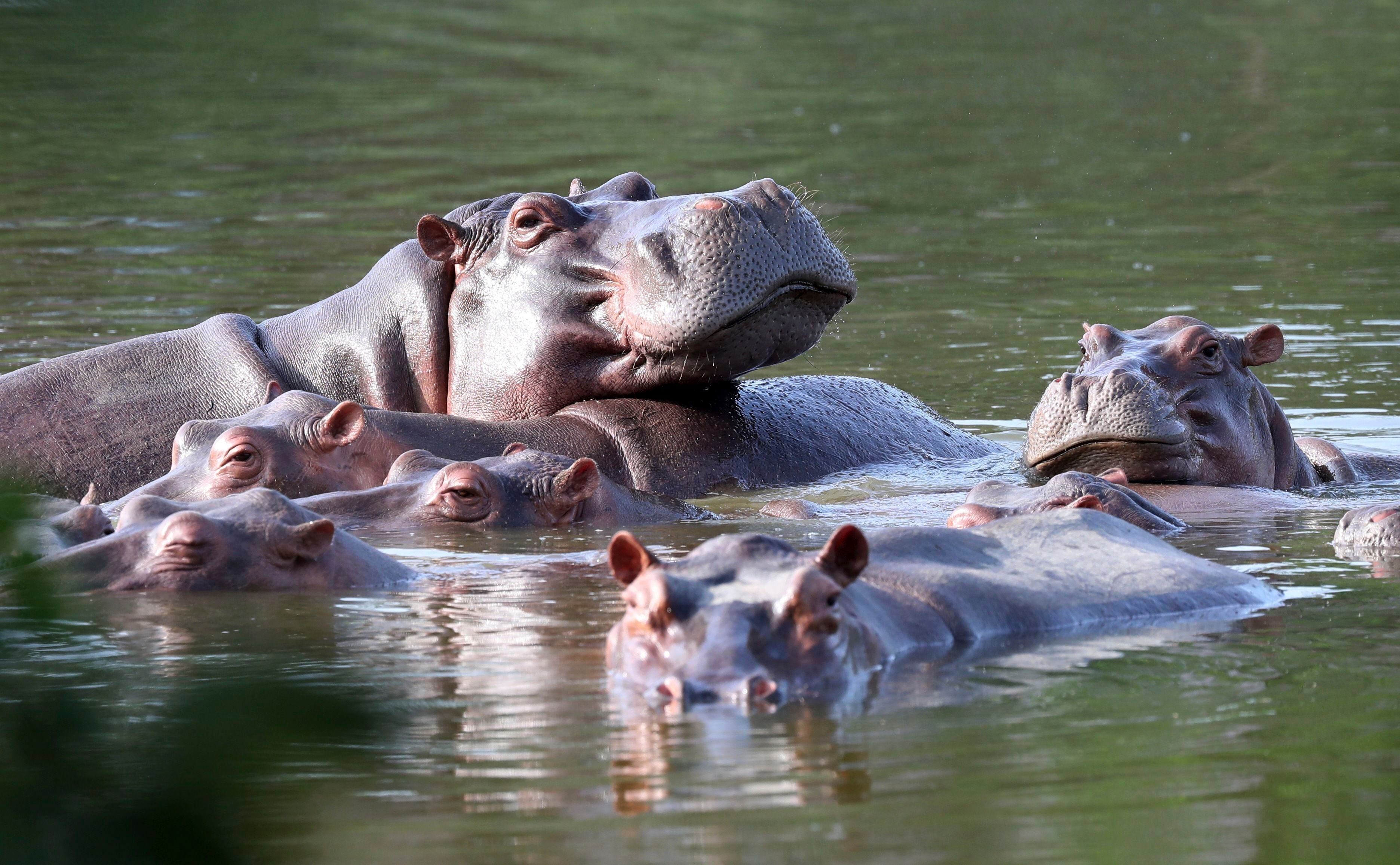 Where will Pablo Escobar’s hippos go?  This will be your home in Sinaloa – El Financiero