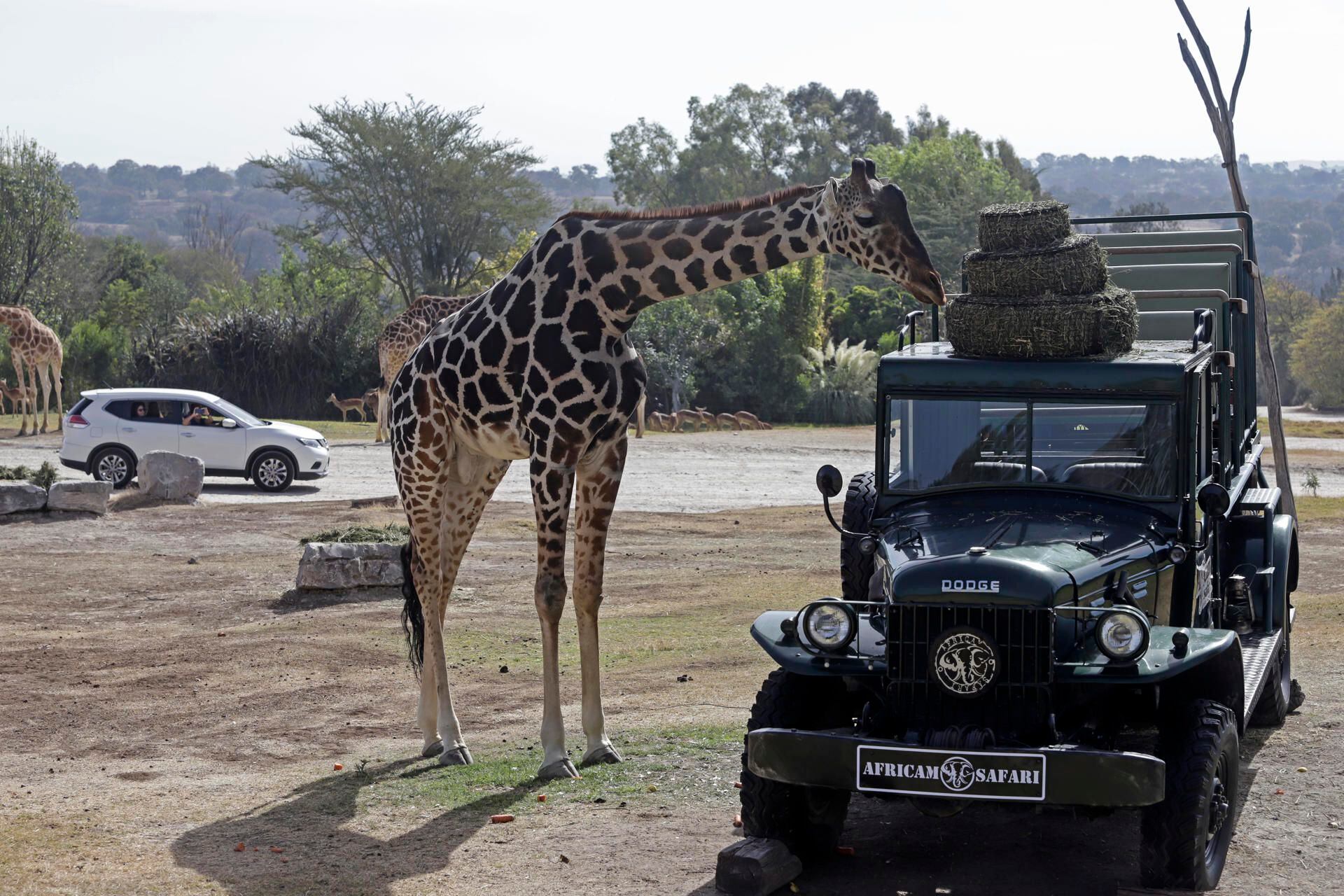 Los cuidadores de Africam Safari afirman que Benito es una jirafa curiosa y pacífica.
