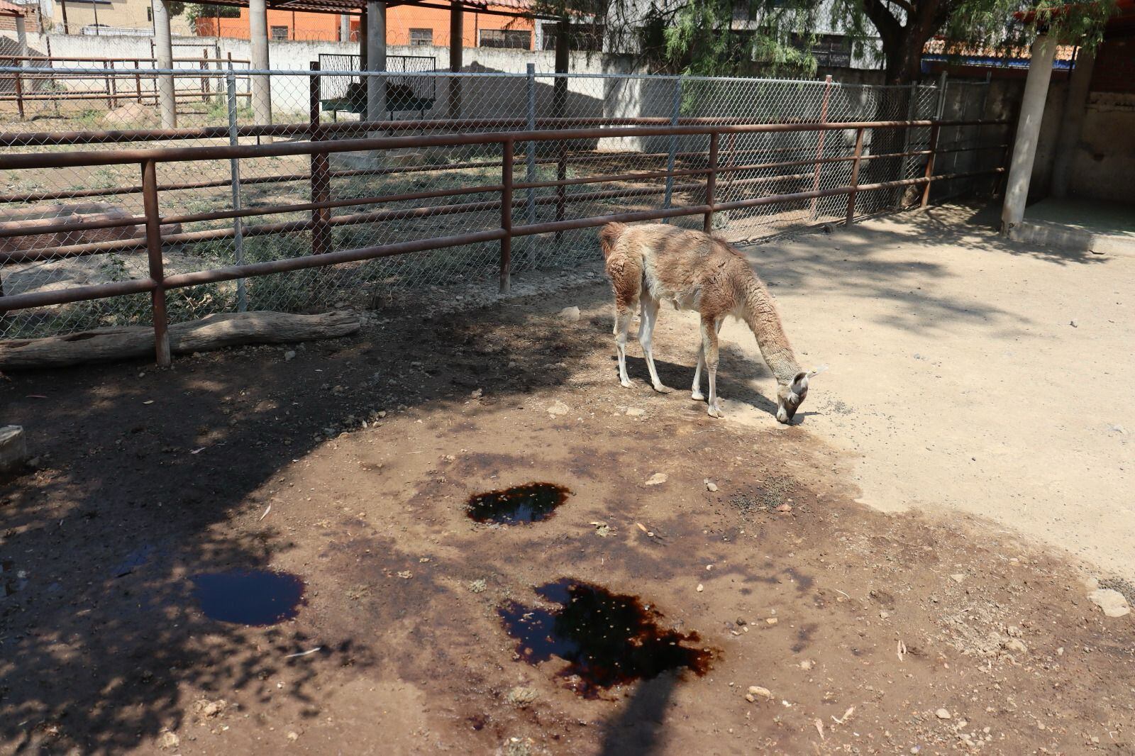 El zoológico de Morelia está ocupándose de la salud de seis guanacos enfermos por las descargas de agua contaminada.