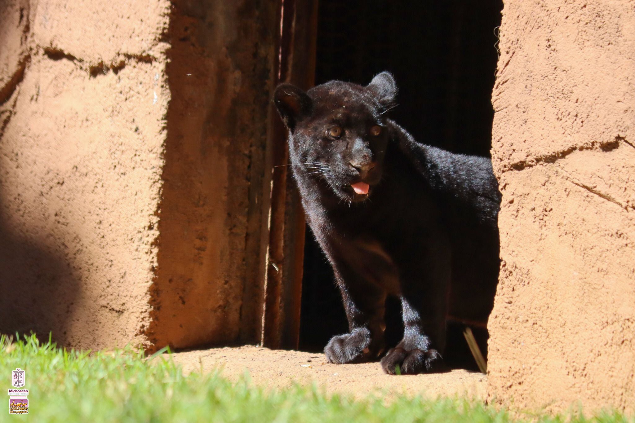 La cachorra jaguar llegó hace algunos meses al zoológico, tras ser rescatada en un decomiso.