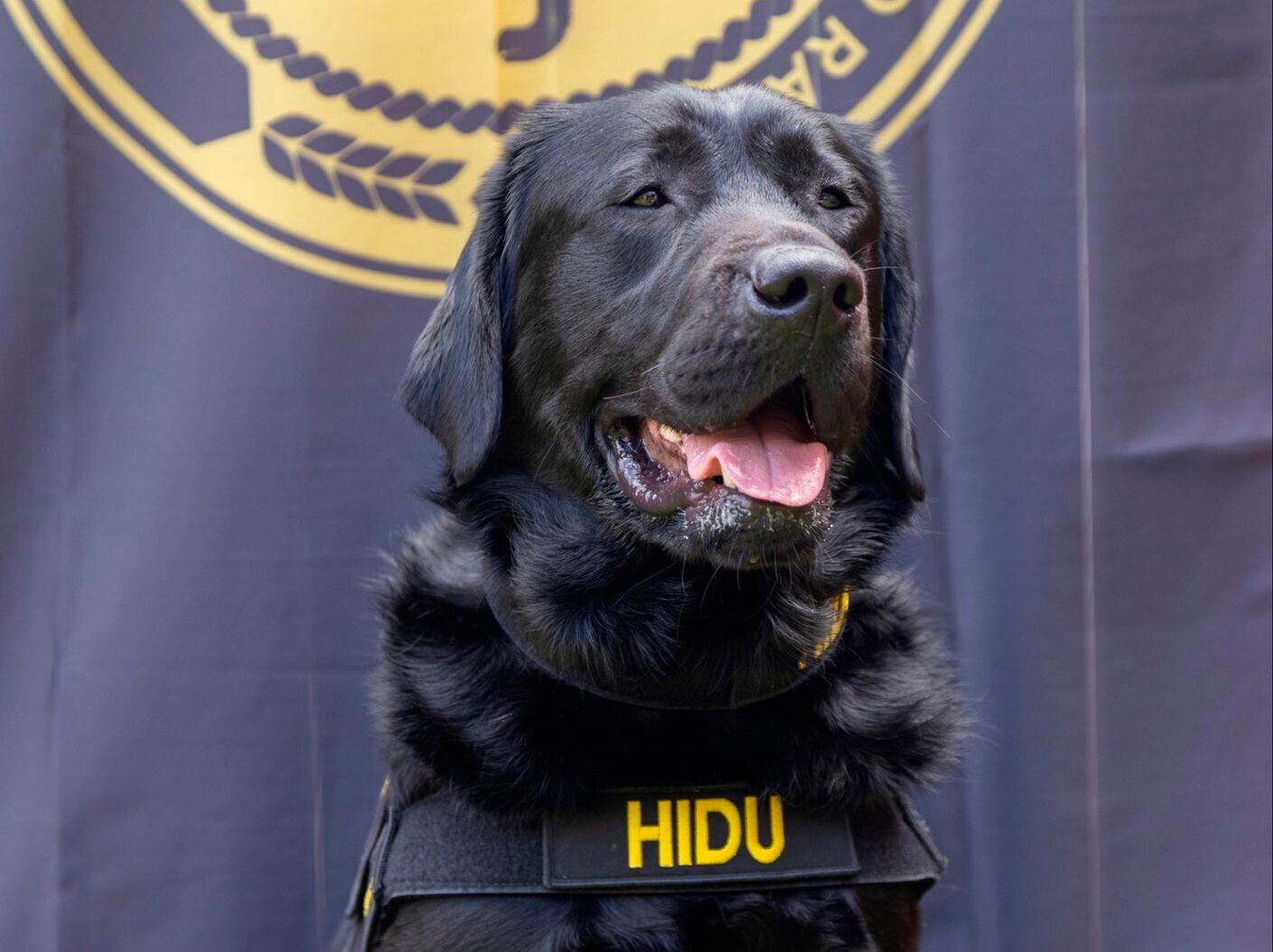 Detective ‘perrón’: ¿Cómo Hidu ayudó en la investigación contra presunto pederasta en México?